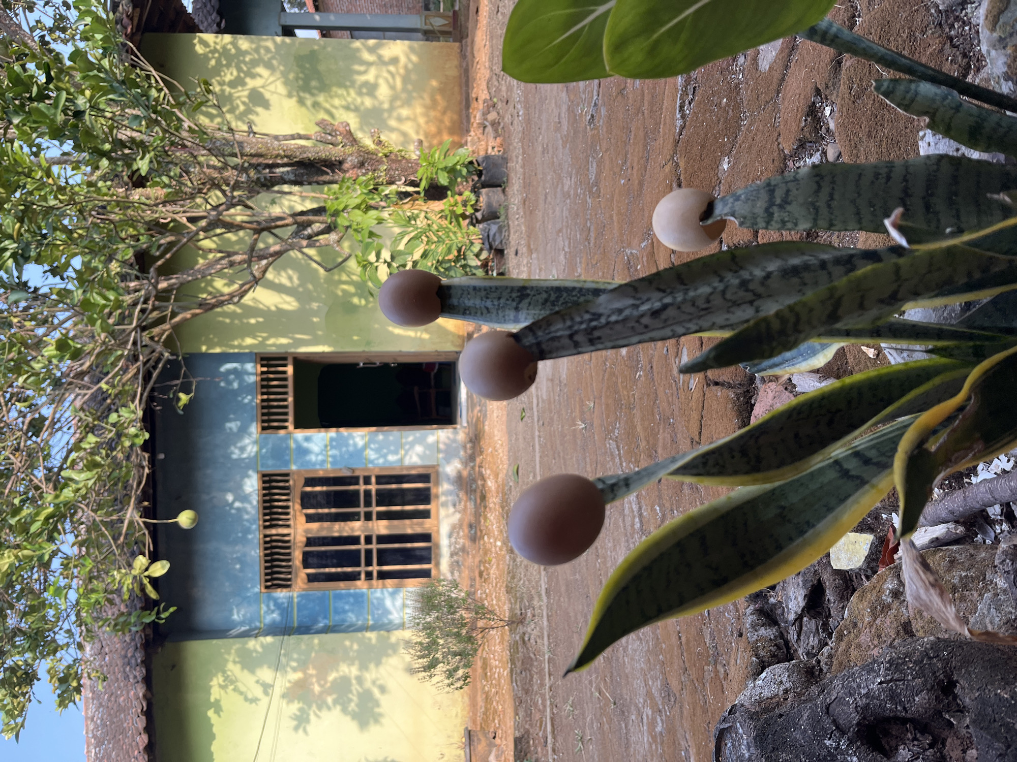 In Glagah Kulon, Indonesia, a photograph captures a close-up view of snake plants with eggs balanced on their pointed tips, set against the backdrop of a house. The house features a pale yellow and blue facade with wooden-framed windows. A tree with green foliage grows in front of the house, casting shadows on the ground. The foreground is a mix of textured brown soil and scattered rocks, with the snake plants dominating the scene. The eggs, varying in shade from light brown to beige, are the focal point, perched precariously on the leaves. The overall lighting suggests it is daytime, with sunlight illuminating the scene. No people are visible in the frame.