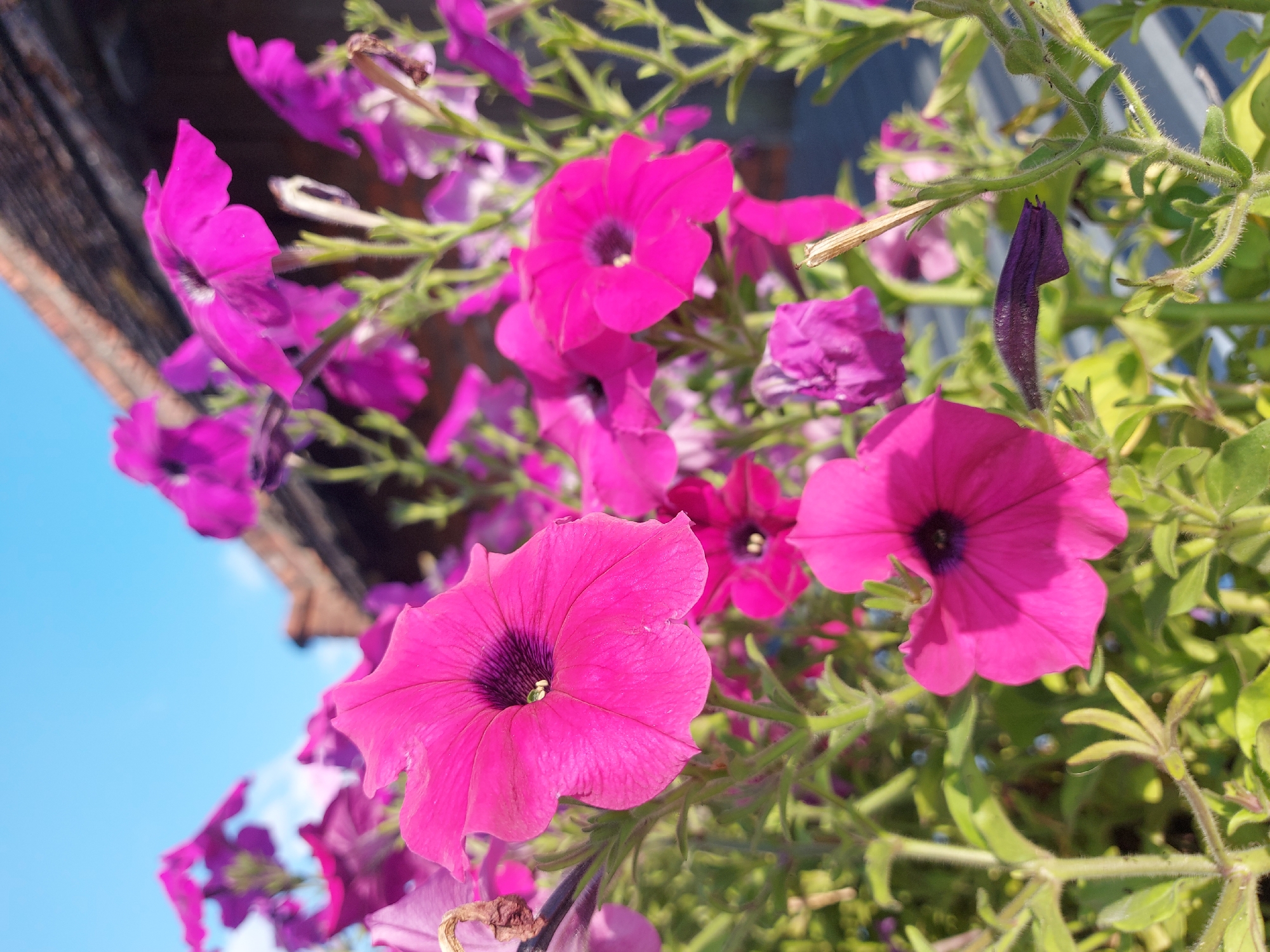 This is a close-up, eye-level, outdoor shot of vibrant pink petunias blooming against a backdrop of green foliage and a bright blue sky. The flowers are the primary subjects, with several fully opened blooms in focus and others slightly blurred in the foreground and background, creating a sense of depth. The petunias have five petals each and a dark center. One deep purple bud is visible, its tip curled inward. The scene is bathed in bright sunlight, suggesting it is daytime, likely late morning or afternoon given the clarity of the light. A dark, textured object, possibly a wooden railing or planter box, is visible in the upper left corner of the frame. The overall impression is one of natural beauty and growth. There is no visible text.
