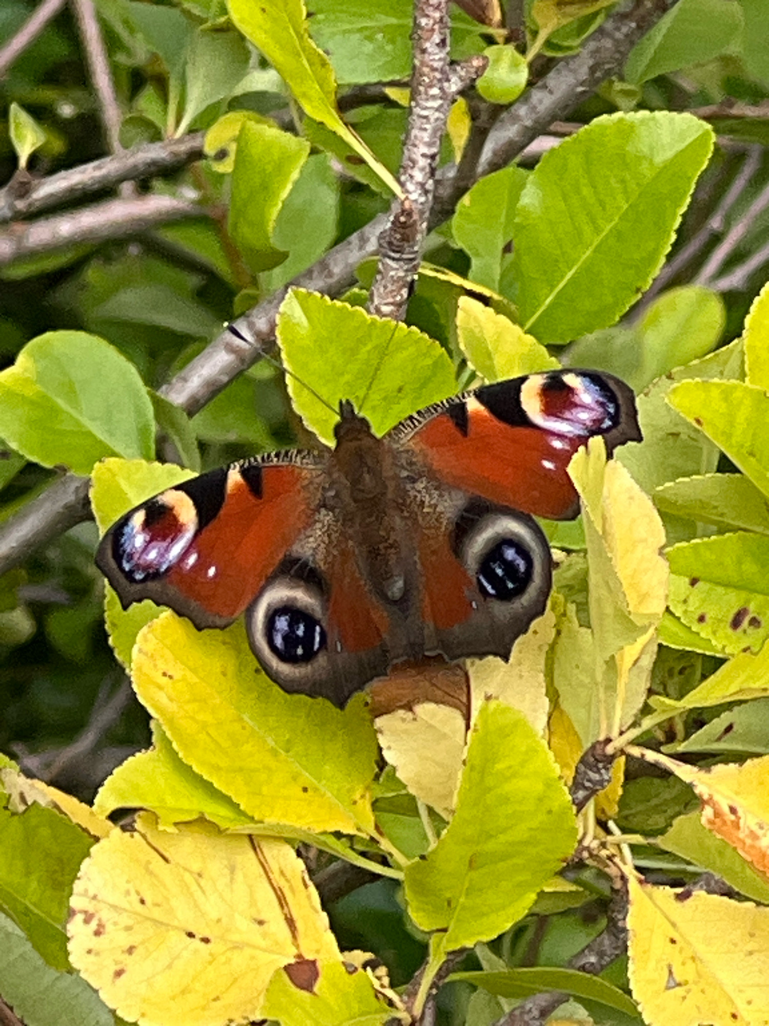 A peacock butterfly is resting on yellow and green leaves. The butterfly is primarily orange with black markings and blue-eyed spots on its wings. The leaves appear to be on a shrub or tree. The background is out of focus, showing more leaves and branches. The image was taken in Fasty, Poland.