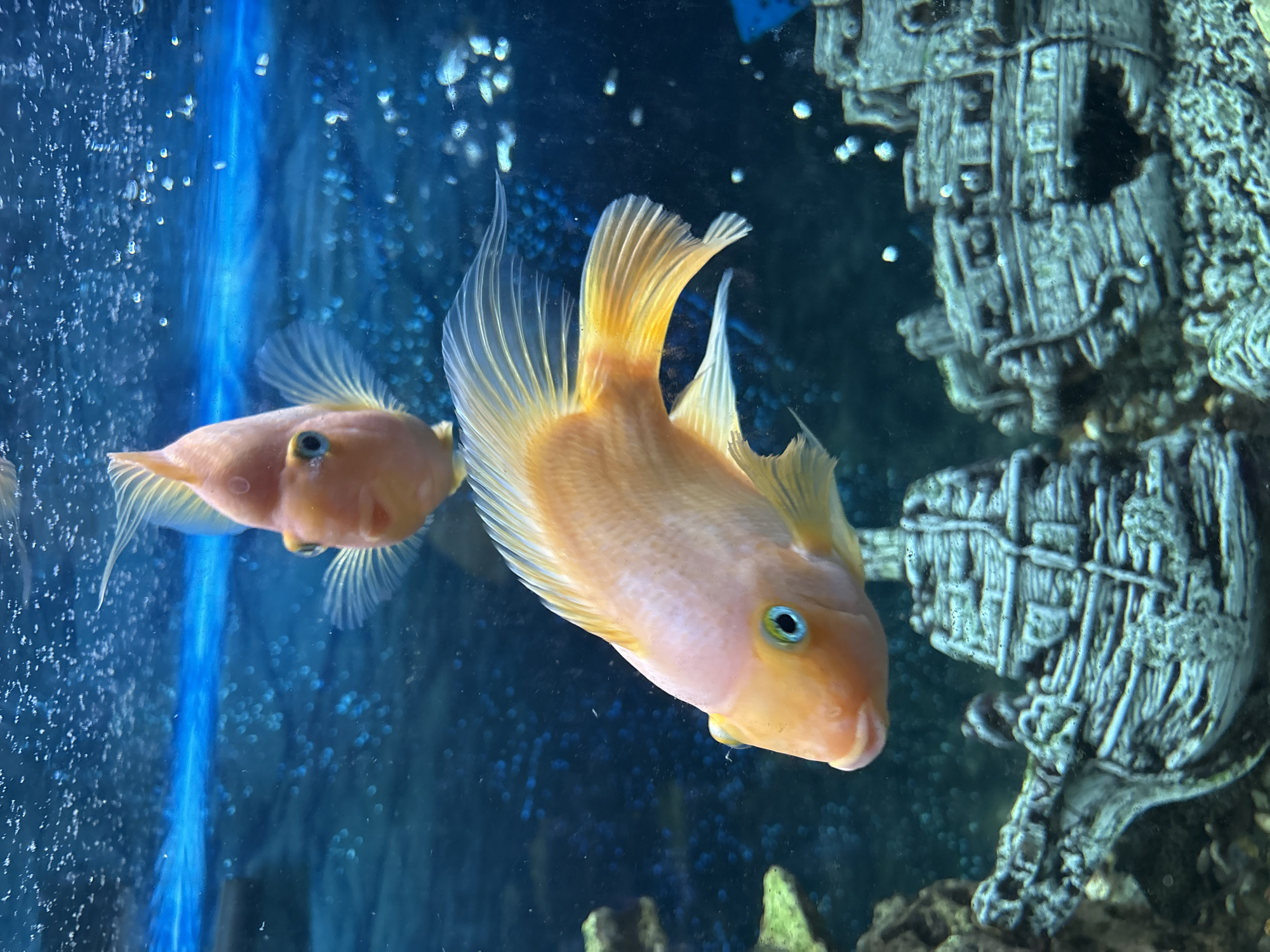 The image displays two orange fish swimming in an aquarium. The fish have prominent fins and blue eyes. In the background, there is a blue, bubbly environment with decorative aquarium structures resembling shipwrecks. The image was taken in the city of Павлово, Russia.