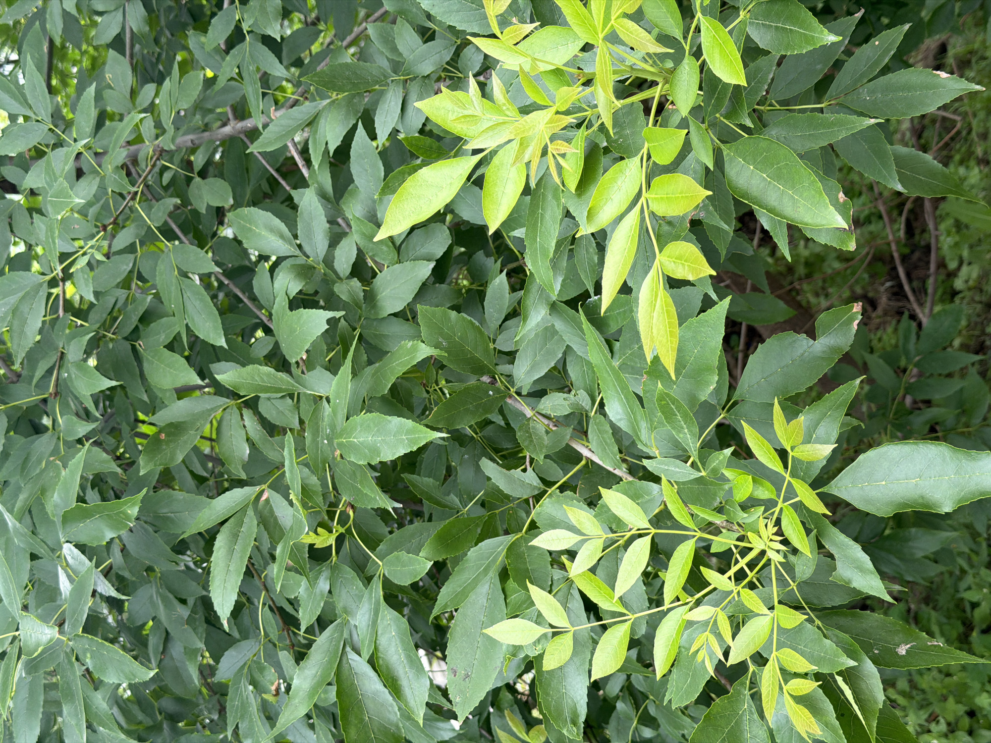The image displays a close-up view of green foliage, likely from a tree or shrub, against a blurred natural background. The leaves are varied in shade from dark green to a lighter, vibrant green, suggesting new growth. The branches are visible, crisscrossing through the leaves, with some twigs appearing thin and delicate. There are no people or man-made objects present. The scene appears to be outdoors, possibly in a park, garden, or natural area. The location of Vladivostok, Russia is not visually indicated in the image.