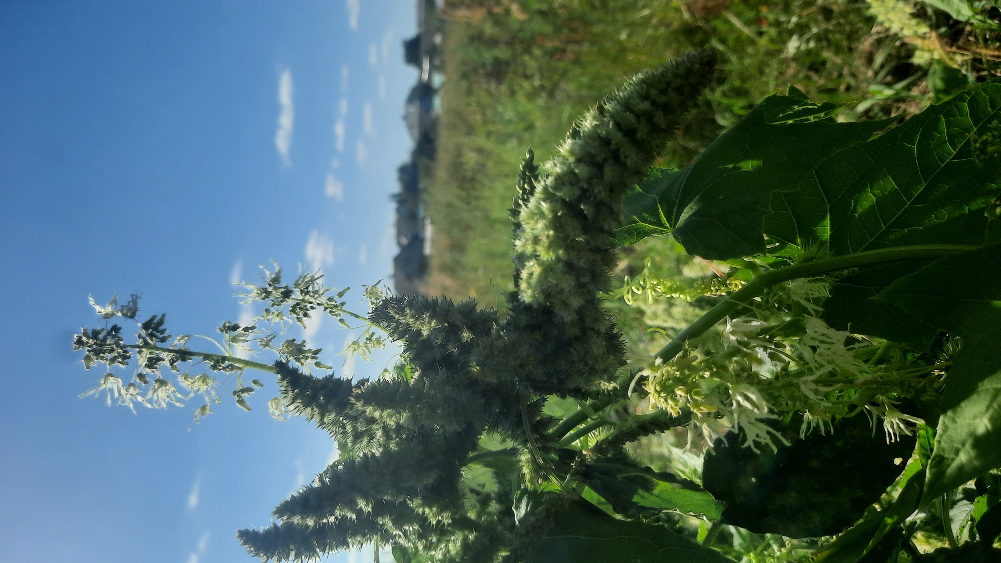 The image captures a close-up view of a plant with spiky seed pods and delicate white flowers, set against a bright blue sky with sparse clouds. In the background, out of focus, are residential buildings and a field of green grass. The lighting suggests it is daytime, likely with strong sunlight given the shadows and the clear sky. The scene appears to be an outdoor setting, possibly a garden or a rural area, with the vegetation being the primary subject. The location in Шклоў, Belarus is implied but not visually confirmed by any landmarks within the image. There are no people or discernible actions taking place.