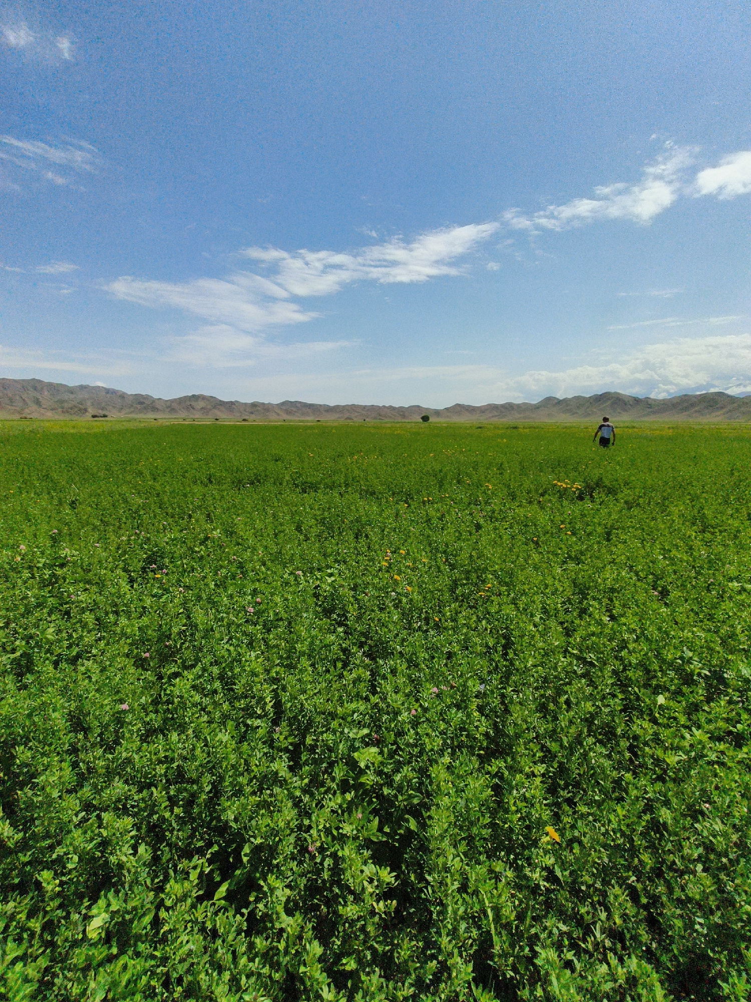 The image depicts a vast, lush green field under a bright blue sky with scattered white clouds. In the far distance, a range of arid mountains forms the horizon. A solitary figure, appearing to be a person wearing a white shirt and dark shorts, is walking away from the camera through the field. The field itself is densely covered with vibrant green vegetation, dotted with small pink and yellow flowers, suggesting it is a meadow or a cultivated crop like alfalfa. The scene is set in the vicinity of Kongorchok, Kyrgyzstan, a location known for its expansive natural landscapes. The overall impression is one of open space and natural beauty on a clear day.