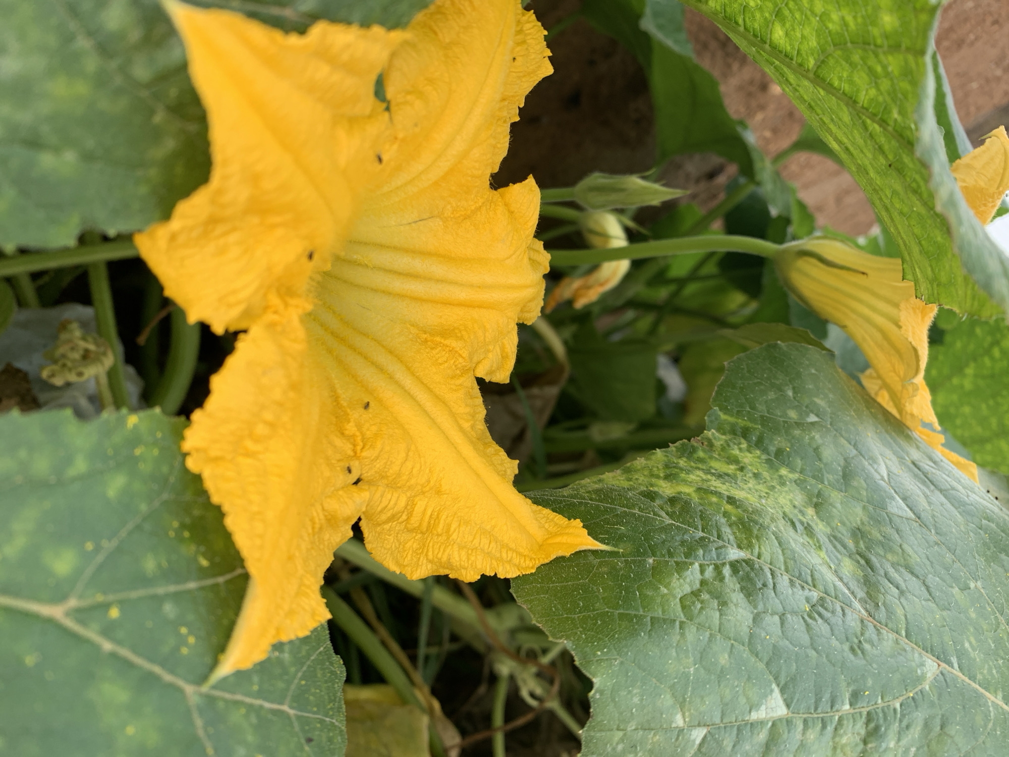 A close-up, ground-level shot shows a large, bright yellow squash blossom with ruffled petals. The blossom is in focus and occupies the majority of the foreground. It is surrounded by large, dark green leaves. In the background, there is a brick wall and other green foliage. Small black insects are visible on the petals of the squash blossom. The image appears to be taken outdoors, possibly in a garden. The location is identified as Rafin Par, Nigeria.