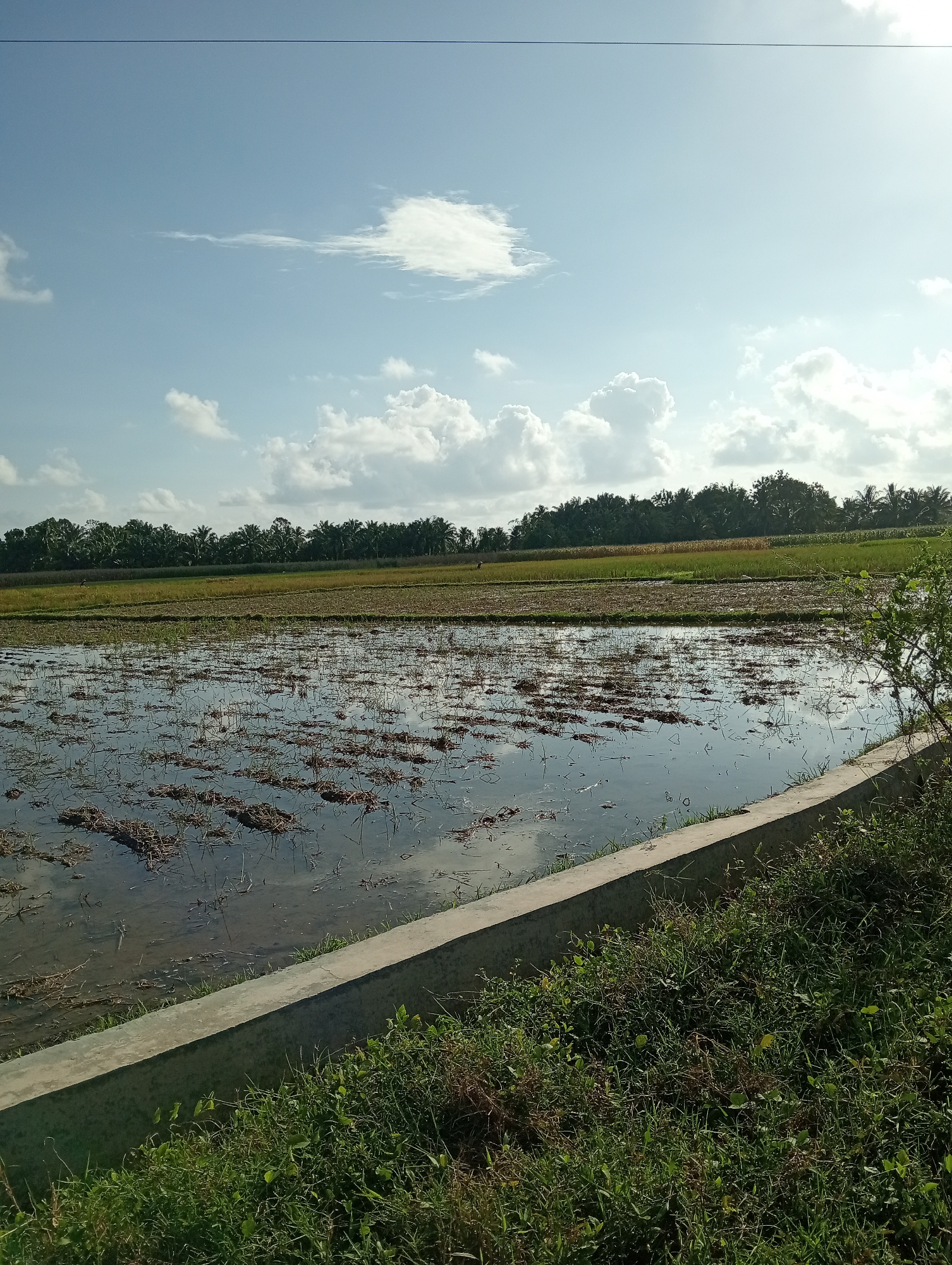 The image depicts a rural landscape in Campago, Indonesia, characterized by a flooded rice paddy in the foreground. The paddy is filled with murky water, reflecting the sky and the surrounding vegetation. Stubble from a harvested crop is visible in the water, creating a textured surface. A concrete embankment runs along the edge of the paddy, separating it from a densely vegetated area with tall grass and small shrubs.
In the mid-ground, more rice paddies are visible, some appearing drier and harvested, while others are still green. A line of trees, including palm trees, forms a dense backdrop, suggesting a tropical environment. The sky is a clear blue with scattered white clouds. A thin wire, likely a power line, stretches horizontally across the top of the frame. There are no visible people or animals in the scene. The overall impression is one of agricultural land under cultivation in a sunny, daytime setting.