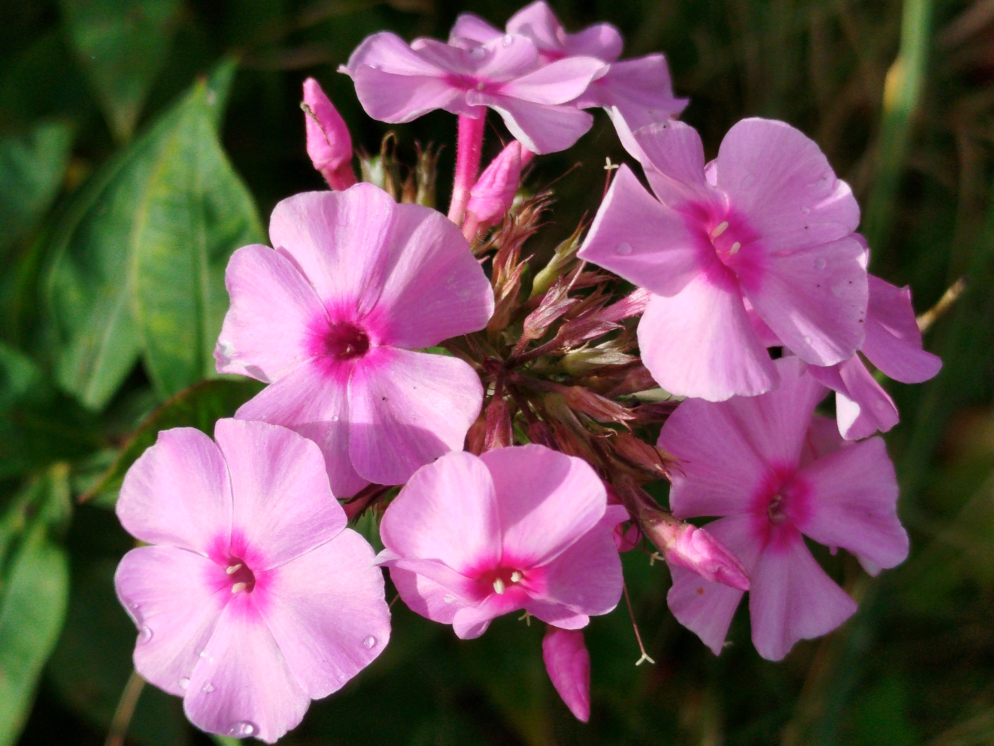 A cluster of bright pink phlox flowers is shown in close-up, with some dew drops visible on the petals. The flowers are set against a dark green, out-of-focus background of foliage. The image is taken in the city of Chkalovskoye SNT, Russia.