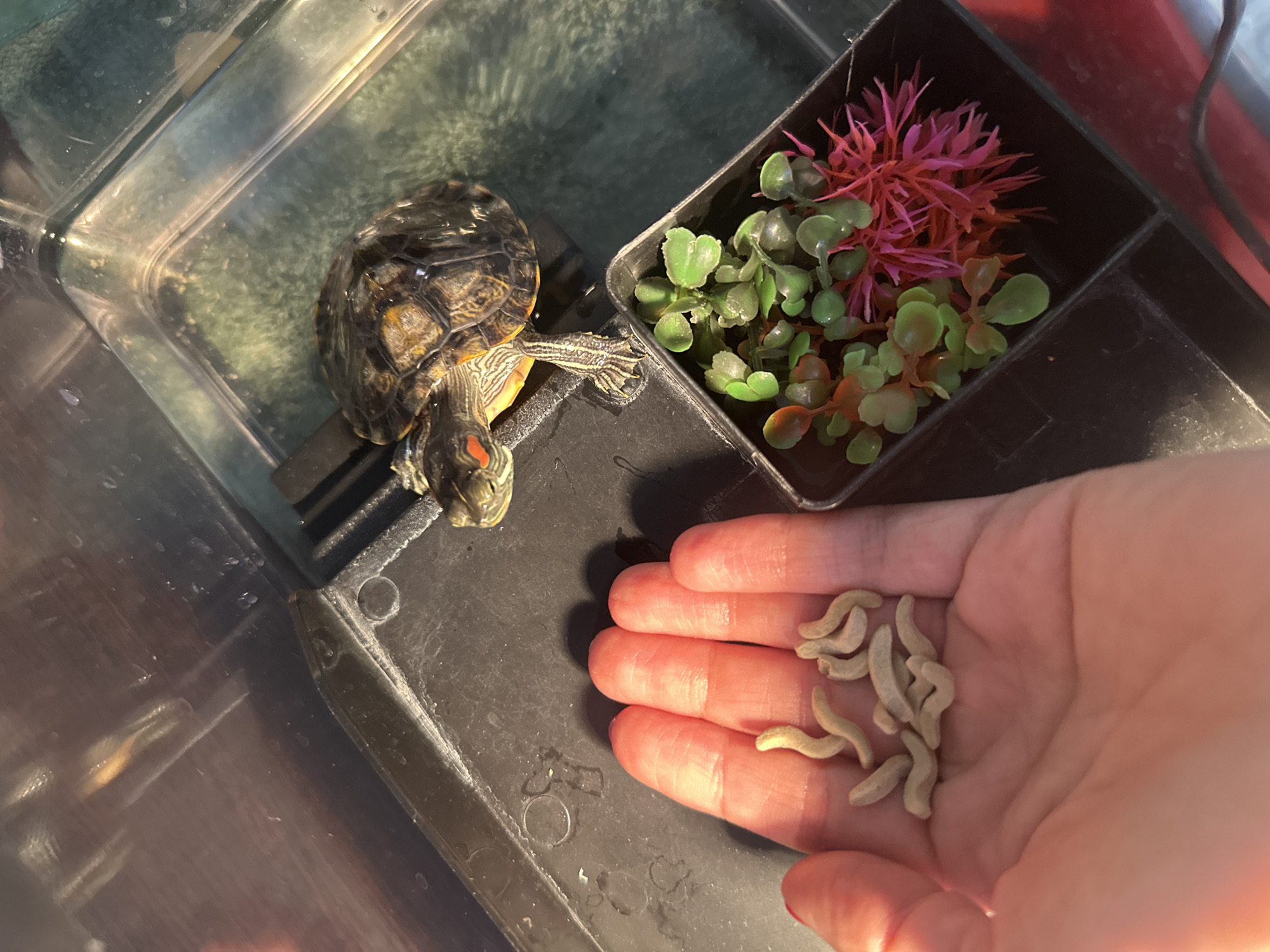 In Novoaltaysk, Russia, a red-eared slider turtle, identifiable by its distinctive red ear patches and patterned shell, is positioned within a clear plastic tank. To its left, a human hand, palm up, displays a collection of small, light-colored, curved objects, possibly food items like dried mealworms. In the foreground, a black plastic container holds artificial aquatic plants, some green and others bright pink. The tank's interior appears to have a greenish hue, suggesting the presence of water or algae. The lighting in the scene creates strong highlights and shadows, indicating a bright light source, possibly a heat lamp or sunlight, directed towards the turtle.