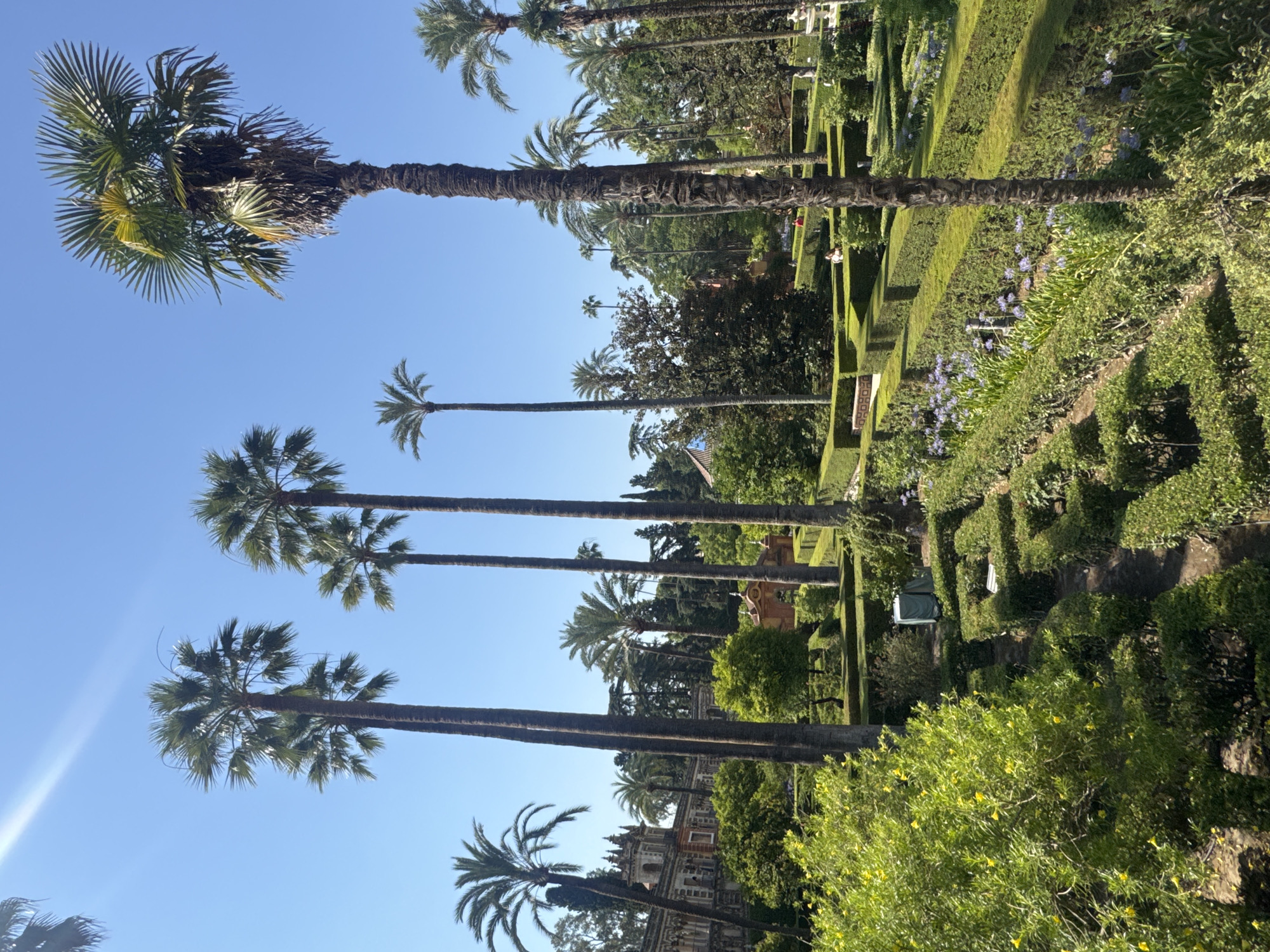 The image shows a formal garden with a maze-like layout of trimmed hedges, interspersed with flowering plants and tall palm trees, under a clear blue sky. In the background, a building with distinctive architecture, likely historical, is visible. The scene is bathed in bright sunlight. There are a few people in the distance, appearing to be visitors to the garden. The overall impression is one of a well-maintained, scenic public space, characteristic of a historical garden in Seville, Spain, such as the Alcázar of Seville.