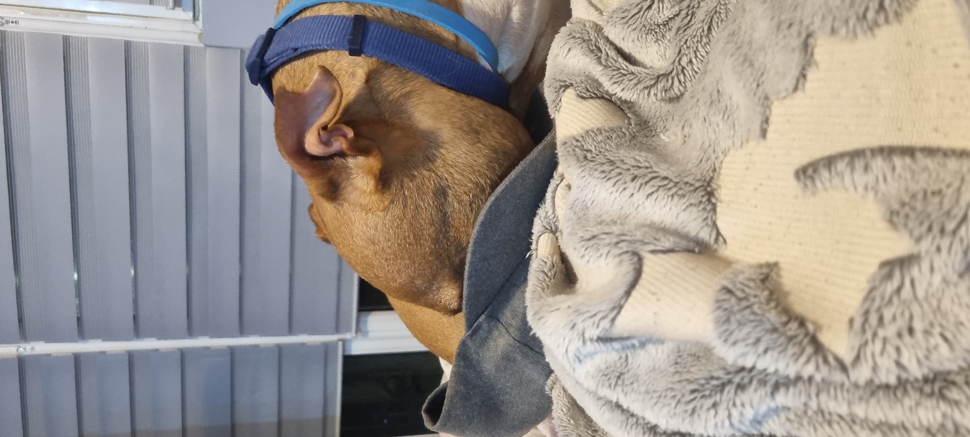 A close-up shows the head of a brown dog wearing a blue strap around its head, resting against a soft, gray blanket with star patterns. The background includes light-colored vertical blinds.