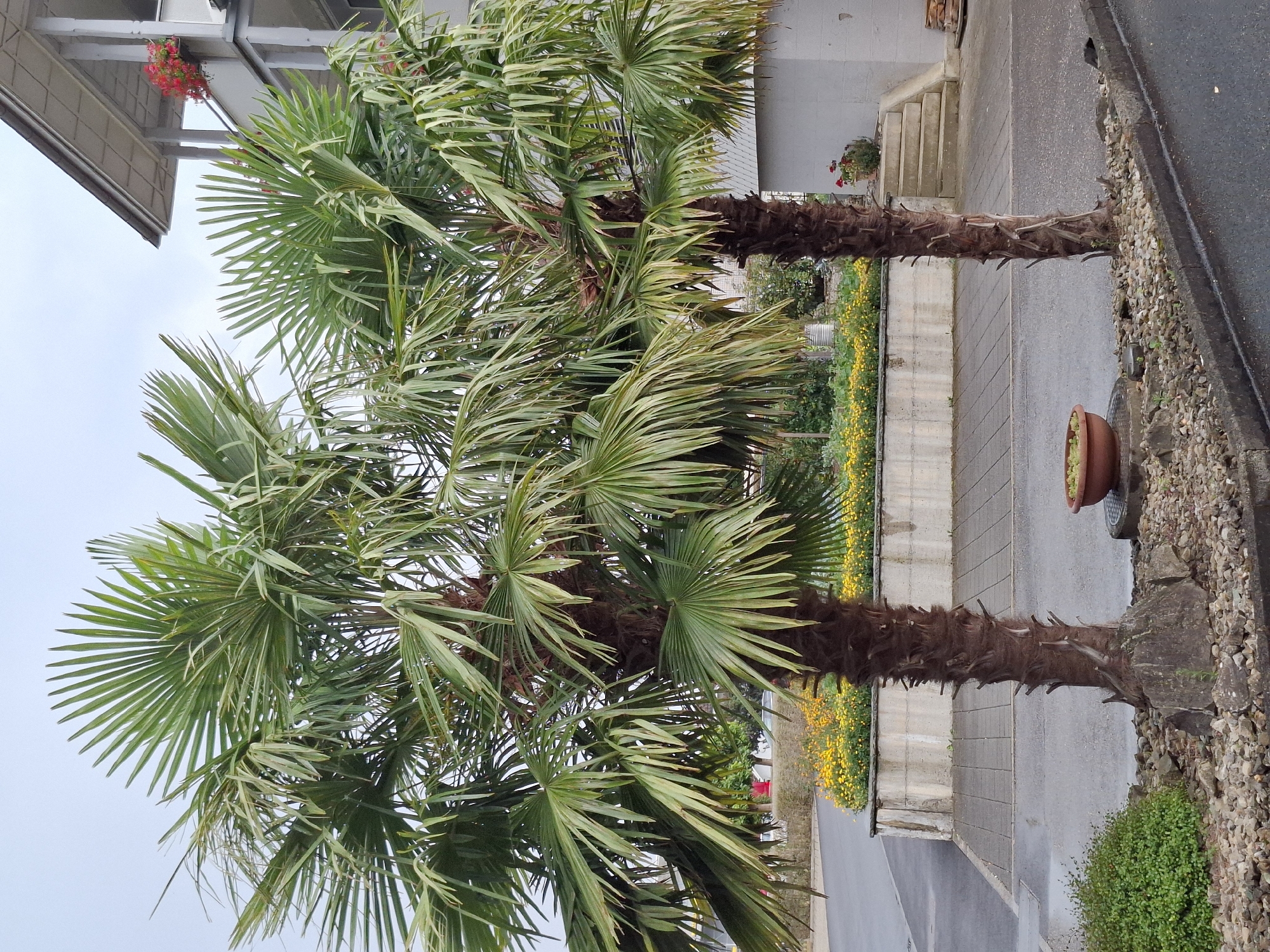 Two palm trees stand in front of a building with a balcony adorned with red flowers. The trees have thick, textured trunks and large, fan-shaped green fronds. In the background, a flower bed with yellow flowers is visible. Paved walkways and a street are present in the foreground. The scene appears to be an exterior shot in a city environment, possibly a residential or commercial area.