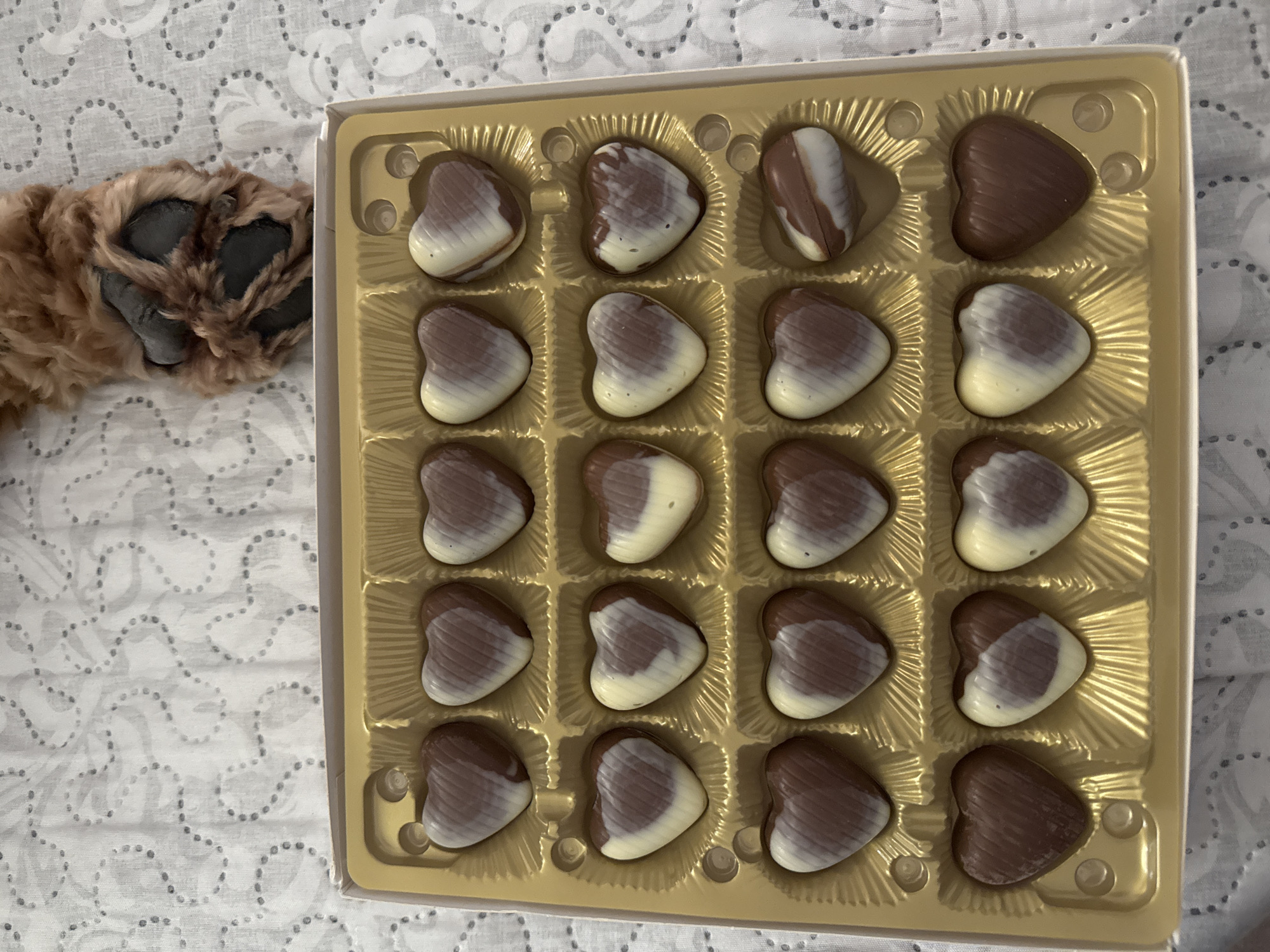 The image shows a box of twenty heart-shaped chocolates with a gold-colored plastic tray and white exterior. The chocolates appear to be a mixture of solid milk chocolate and marbled milk and white chocolate. To the left of the box is a brown furry paw. The background is a white fabric with a gray patterned design. There is no evidence to suggest the location is Varna, Bulgaria.