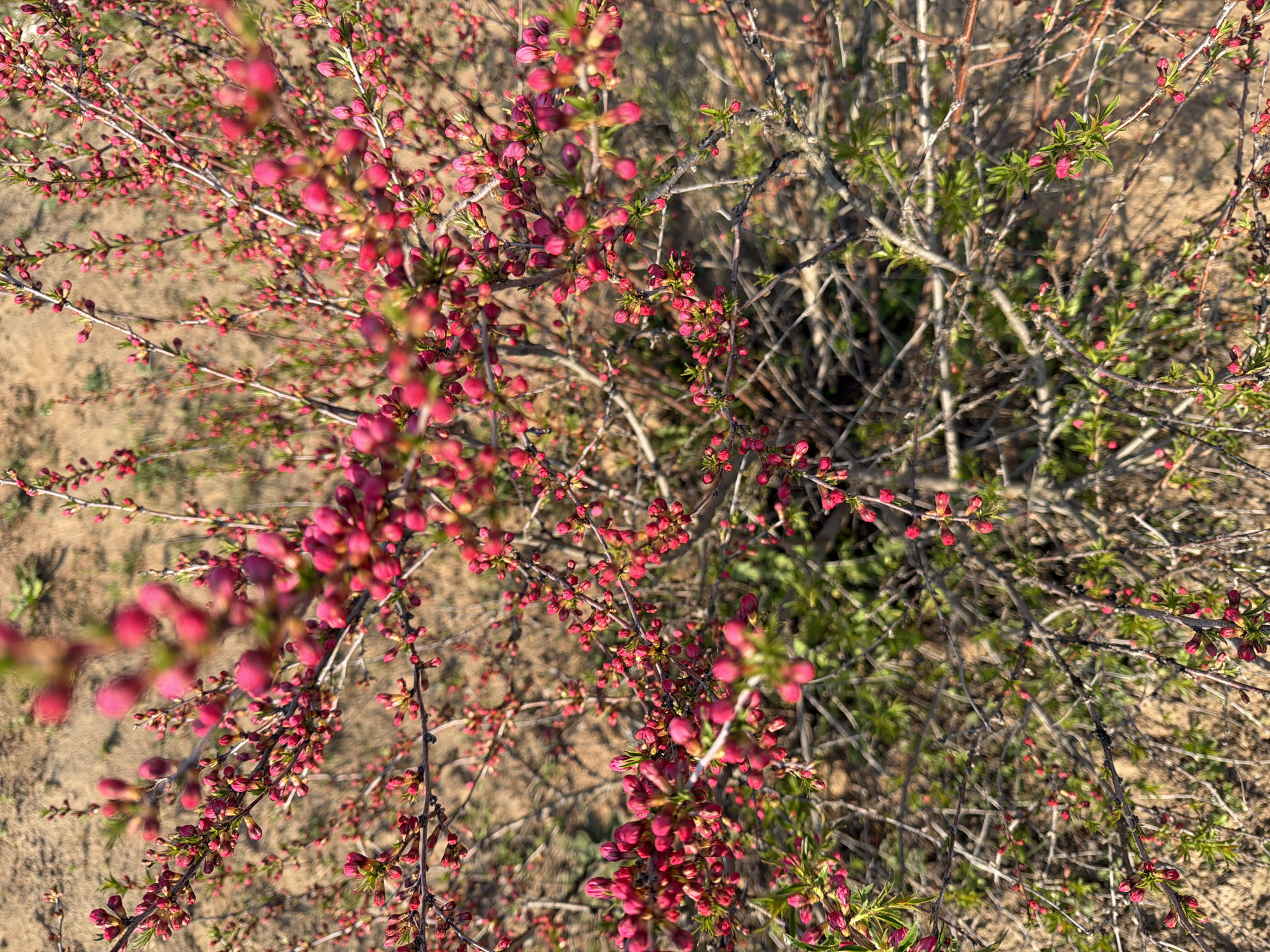 A close-up, high-angle view captures a shrub in early spring. The shrub's thin, bare branches are dotted with numerous small, red-pink flower buds. Some small green leaves are emerging. The ground surrounding the shrub is mostly bare, sandy soil. This image was taken in the city of Chaikovsky, Russia.