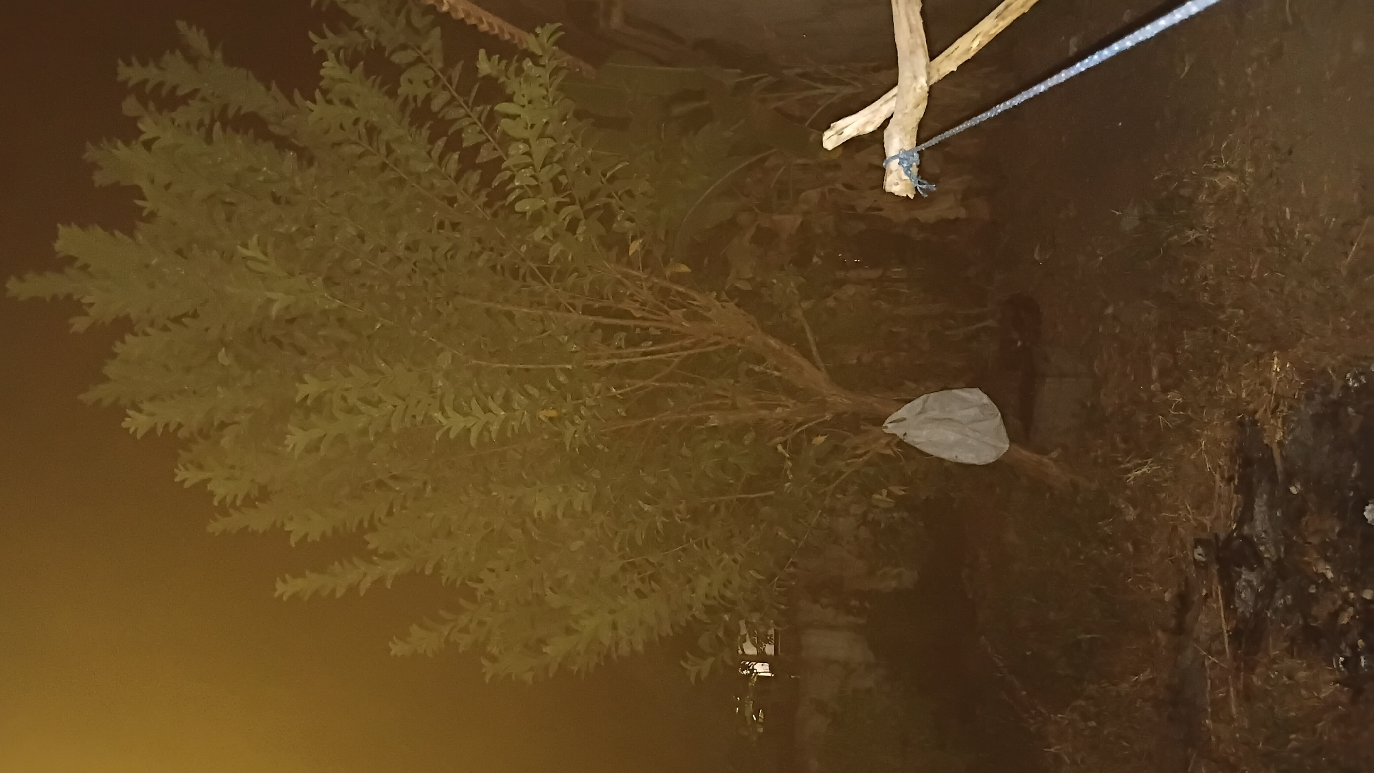 In a dimly lit outdoor scene, a small tree with dense foliage stands prominently in the center, a plastic bag tied to one of its lower branches. To the right, a wooden structure, possibly part of a fence or support, is visible, with a blue rope attached to it. The ground is covered in dry grass and debris, with evidence of a recent fire pit at the bottom left of the frame, containing charred wood and ash. The background is obscured by darkness and fog, with faint hints of structures or walls. The overall atmosphere is nocturnal and slightly eerie. This image was captured in Prabumulih, Indonesia, during nighttime.
