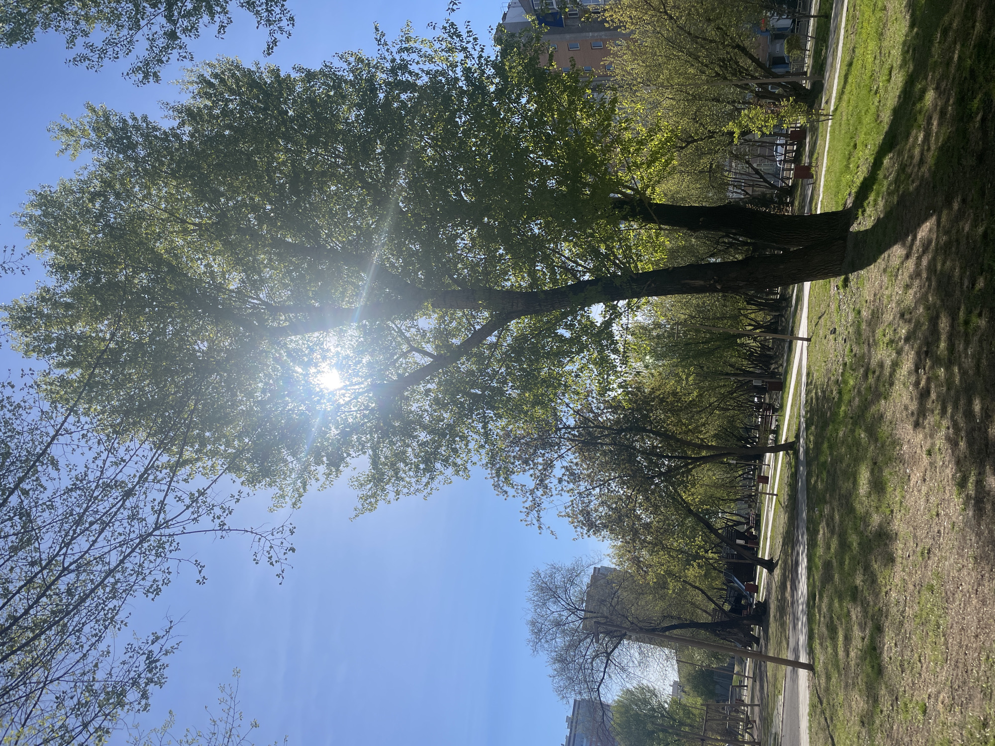 The image depicts a park scene in Krasnoyarsk, Russia. A row of mature trees with green foliage lines a pathway. Sunlight shines through the leaves of the leftmost tree, creating a lens flare effect. A grassy area borders the path, with shadows cast by the trees. A building can be seen in the background through the trees. The sky is clear and blue. There are no people visible in the scene.