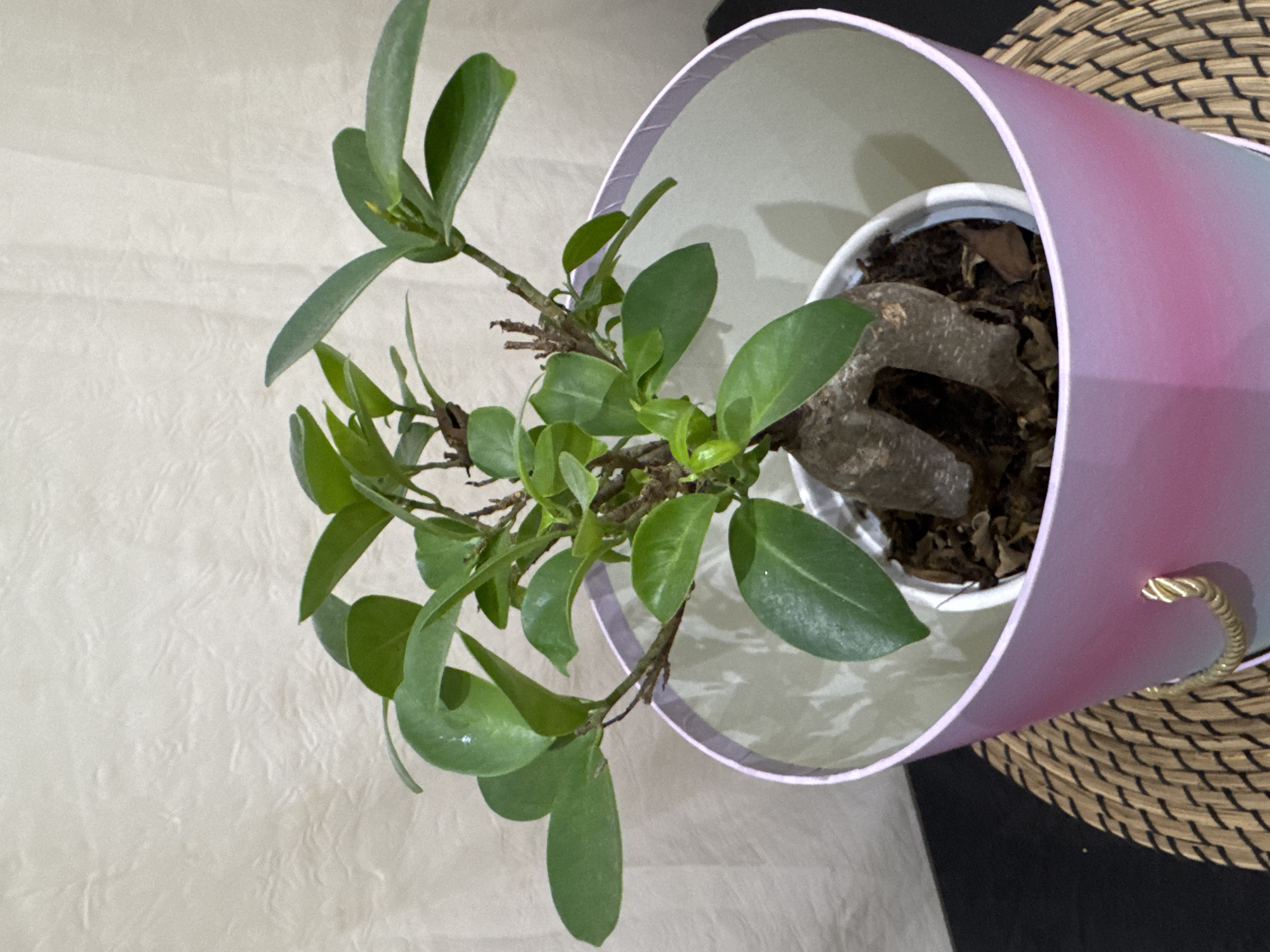 A close-up, eye-level shot shows a small potted plant, possibly a bonsai, with green leaves and a thick, textured trunk. The plant is housed in a white pot with dark soil, which is then placed inside a larger decorative planter. This outer planter is cylindrical with a gradient color scheme, transitioning from pink at the top to a lighter shade at the bottom, and has a subtle sheen. A thin, twisted gold cord is attached to the planter on the right side, suggesting it might be a handle or decorative element. The plant and its planters sit on a woven, circular placemat, which rests on a dark, textured surface, possibly a table. In the background, a light-colored, textured wall is visible, with a faint pattern that resembles linen or a textured wallpaper. The lighting is soft and diffused, casting gentle shadows. There are no people or animals in the frame. The scene appears to be indoors, in a domestic setting, and could be located within the Agios Tychona Community, Cyprus, given the context.