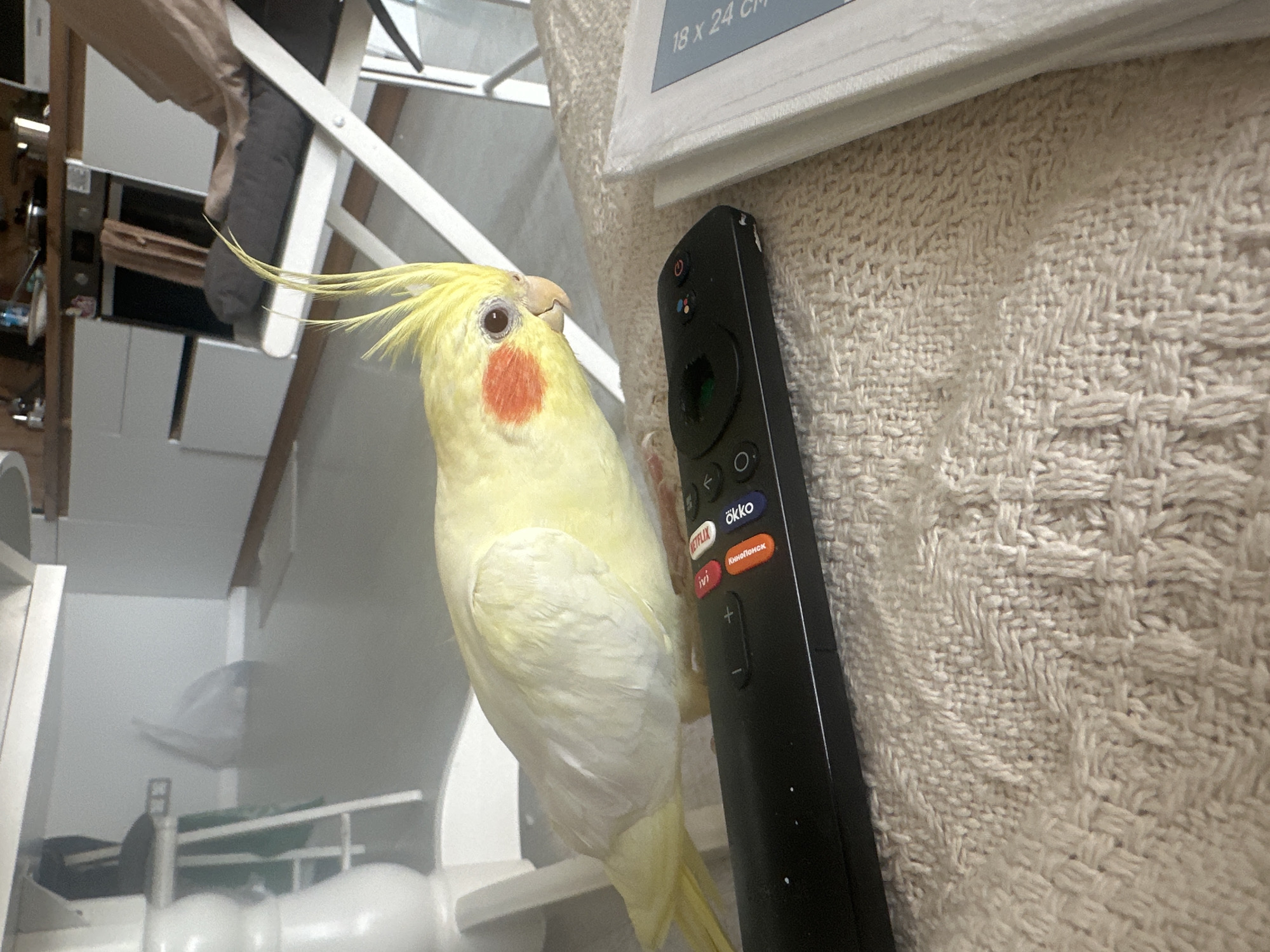 A cockatiel with a yellow body and head and orange cheek patches is perched next to a black TV remote. The remote is leaning against a wall covered with a textured, off-white fabric. The background includes a white wooden structure, potentially a piece of furniture or a play structure. The location in Krasnoyarsk, Russia, is not discernible from the visual data provided.