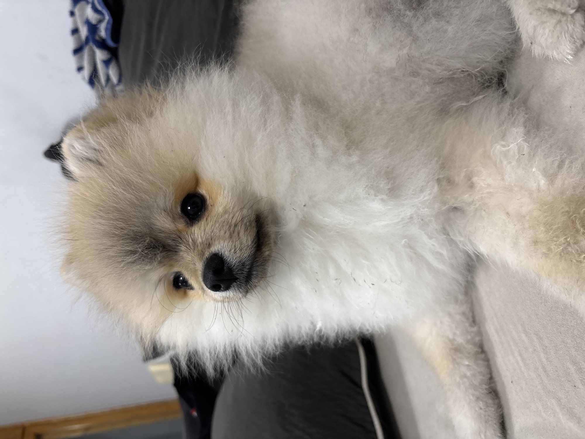 The image features a small, fluffy dog, likely a Pomeranian, with light beige and white fur, photographed in an indoor setting. The dog is positioned on its side, looking directly at the camera with dark, curious eyes and a black nose. Its fur is predominantly white and very dense, giving it a soft, voluminous appearance. There are areas of light beige or cream fur around its face, particularly outlining its eyes and ears, adding to its expressive features.
The dog appears to be resting on a soft, light-colored surface, possibly a blanket or cushion, which occupies the right side of the frame. The background is slightly out of focus, showing glimpses of other household items. On the upper left, a blue and white patterned fabric, possibly a towel or blanket, is visible. Below that, a dark, indistinct object, possibly furniture or clothing, is present.
Notable details include the texture of the dog's fur, which shows individual strands and appears slightly disheveled in places. A few tiny dark specks, possibly dust or debris, are visible scattered across its white fur, especially on its chest and side. The lighting is soft and even, suggesting an indoor environment without harsh shadows. There is no visible text in the image. The overall impression is one of a charming and relaxed pet. The location context provided is Plovdiv, Bulgaria.