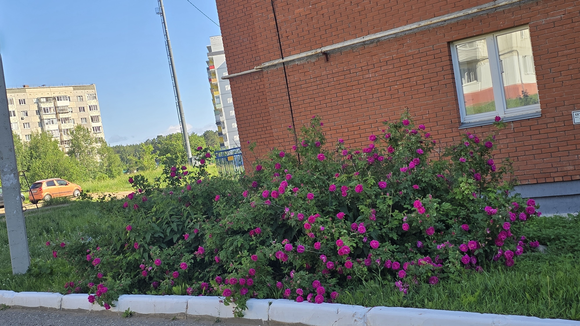 The image depicts a scene in the city of Chaikovsky, Russia, on a clear, sunny day. In the foreground, a vibrant bush of pink roses is in full bloom, spilling over a white concrete curb. Behind the roses, a brick building with a white-trimmed window is visible. The window reflects the surrounding environment, including another building and greenery. Further in the background, a tall apartment building stands amidst lush green trees. An orange car is parked on the side of a road in front of this apartment building. A gray utility pole is also present on the left side of the image. The overall impression is of a residential area with well-maintained landscaping on a bright, warm day.