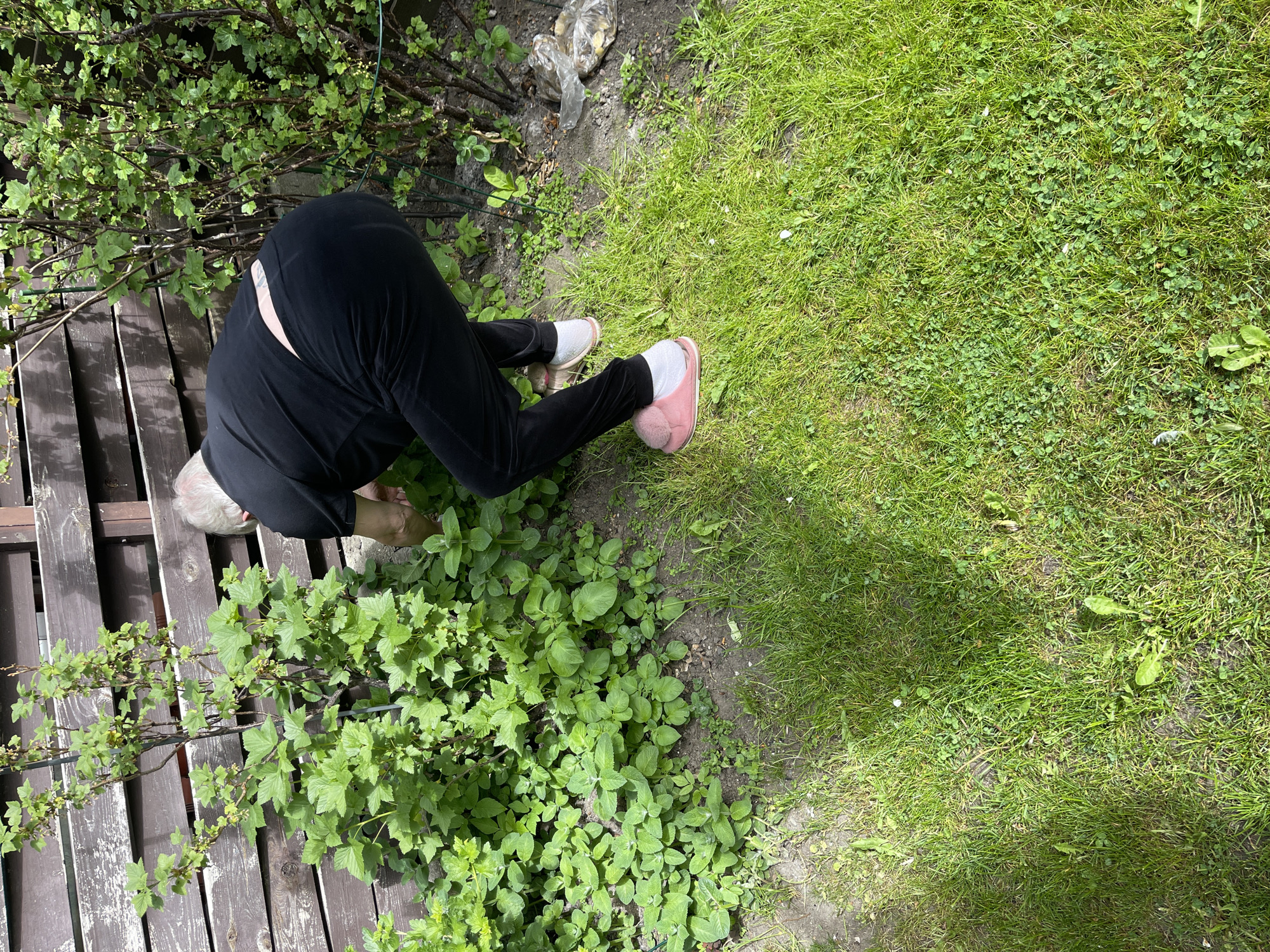 The image shows an older woman in a garden. She is bent over at the waist, wearing black pants, a black top, white socks, and pink slippers. She appears to be tending to plants near a wooden fence and in a garden bed. The area surrounding her is grass.
