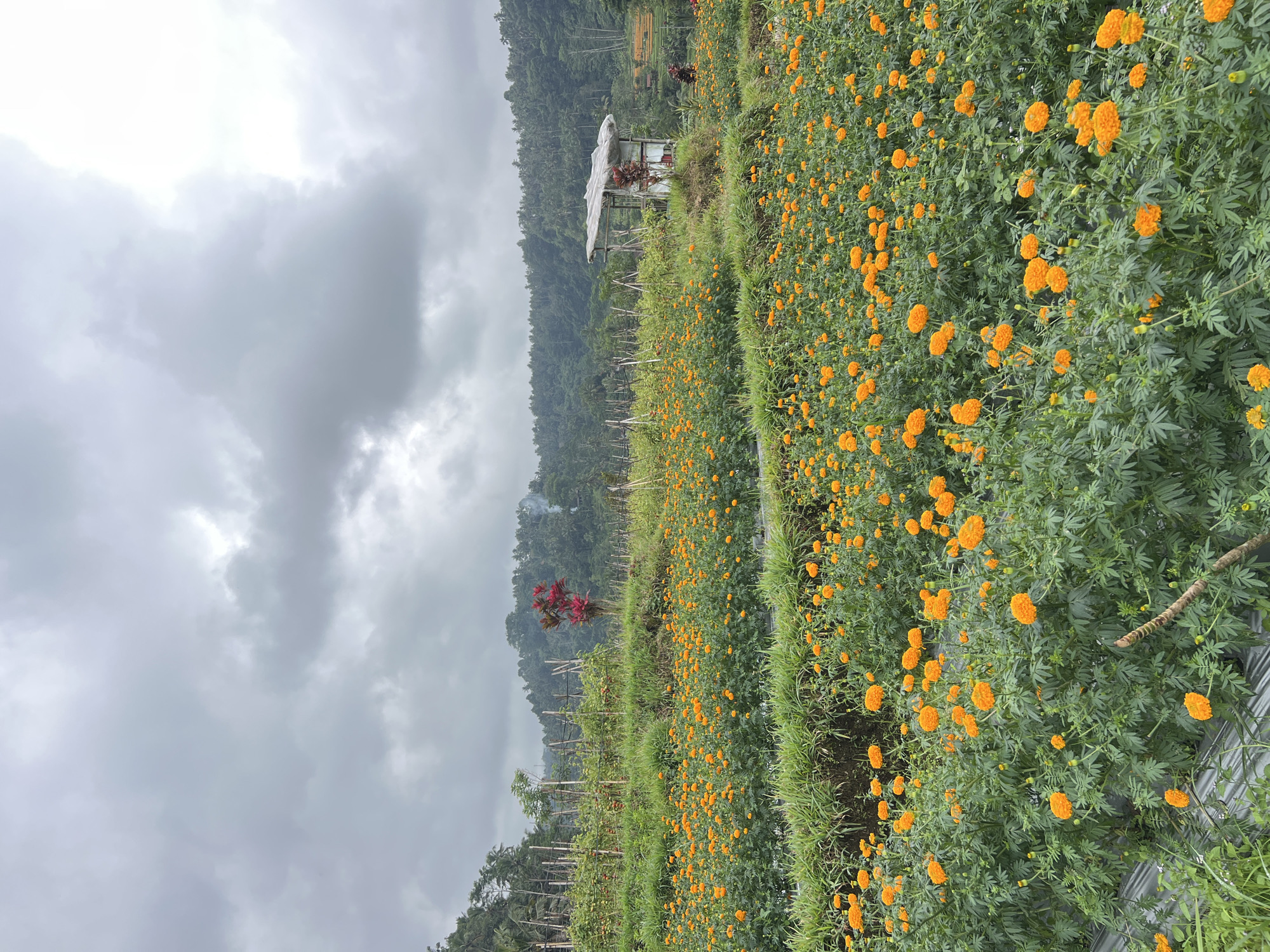 This is an outdoor, eye-level, vertical, full shot of a marigold field on a cloudy day. The field is terraced and slopes downward from left to right. The marigolds are a vibrant orange and densely packed. In the middle ground, to the right, is a small, rustic structure with a corrugated metal roof and open sides, likely a shed or rest stop. Behind the marigold field, there are more terraces with what appear to be vegetable crops and bamboo poles. Further in the background, a lush, green, heavily forested hillside rises, with some palm trees visible. Smoke plumes can be seen rising from the distant trees on the right side of the image. The sky is overcast with heavy, grey clouds. The scene is located in Rendang, Indonesia.
