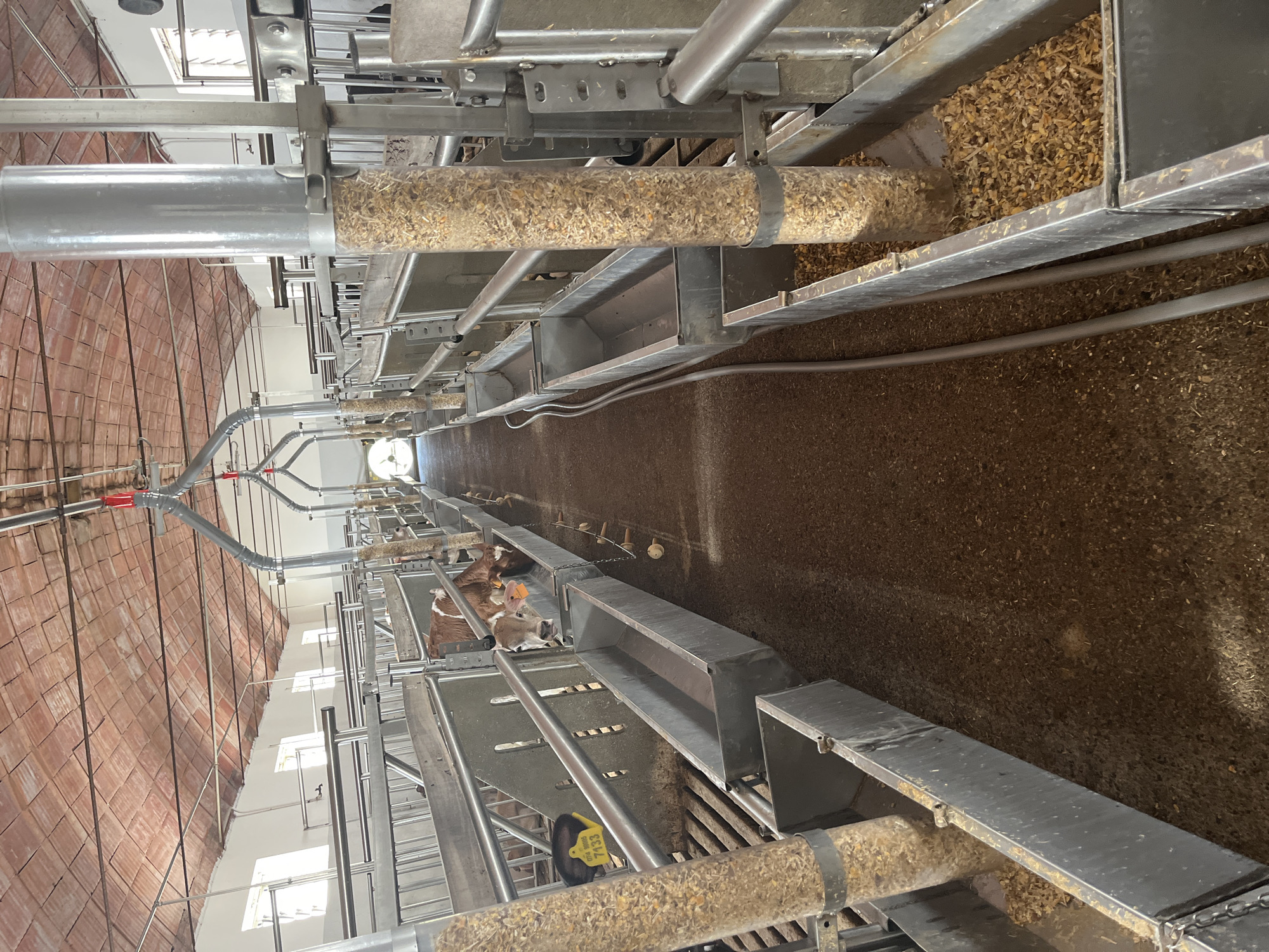 The image depicts the interior of a barn or agricultural building, likely a livestock facility, situated in Castiglione delle Stiviere, Italy. The scene is dominated by rows of metallic feeding troughs, some filled with animal feed, and vertical transparent tubes dispensing more feed. The architecture features a high, arched ceiling with exposed terracotta tiles and a series of metal beams and pipes. Natural light enters through windows lining the upper portion of the walls. In the middle ground, several young cows, identifiable by their brown and white markings, are visible within stalls or enclosures. One cow in the foreground is looking towards the camera. The floor appears to be covered with a mixture of soil and feed. The overall impression is one of a functional agricultural setting.