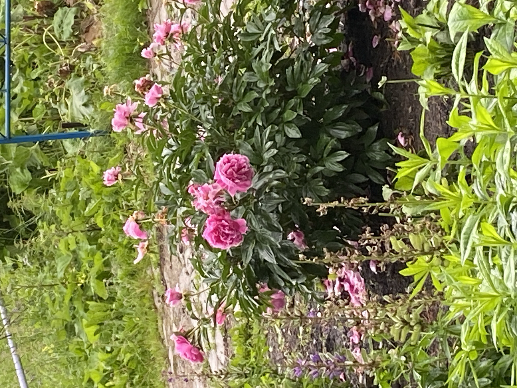 In the city of Beryozovaya Roscha, Russia, this image captures a garden scene featuring a large bush of vibrant pink peonies in full bloom. The peonies are the central focus, with their lush green foliage providing a backdrop. Scattered petals from the peonies litter the dark soil around the base of the bush. In the foreground, various green plants and some tall, slender plants with purplish-blue flowers add texture and color to the scene. In the background, more green foliage and plants are visible, suggesting a dense garden setting. A thin, blue metal pole is partially visible in the upper right corner of the image, hinting at a fence or garden structure. The overall impression is one of a well-maintained garden showcasing the beauty of peonies.