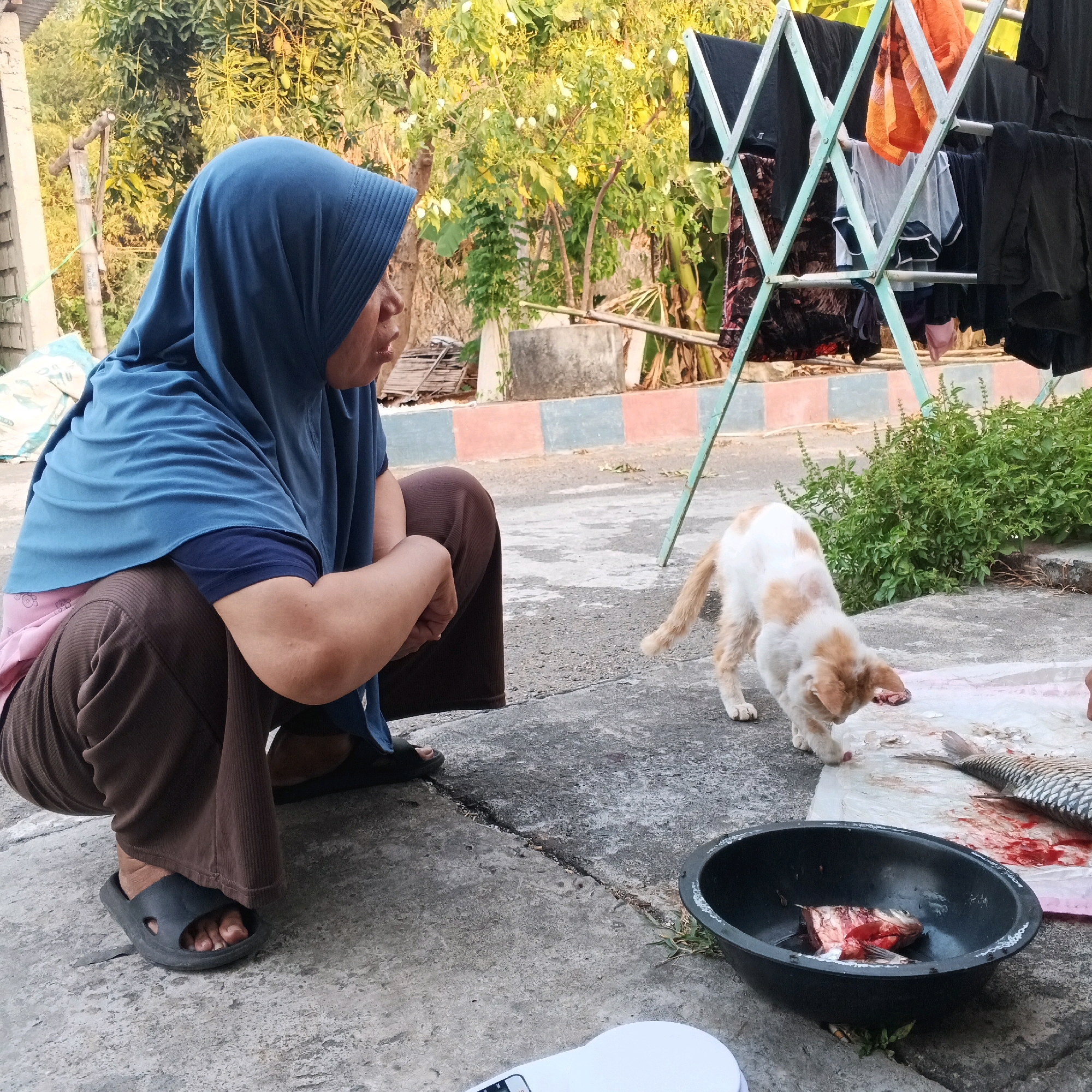 The image depicts an outdoor scene in Canggah, Indonesia, likely a residential area with a concrete ground and surrounding vegetation. A woman wearing a blue hijab and brown pants is crouched down, looking towards a small ginger and white cat. The cat is positioned on a plastic sheet on the ground, actively feeding from a piece of raw fish. In a black bowl next to the cat are more pieces of raw fish and some red liquid, likely blood. A large, cleaned fish is also visible on the plastic sheet. To the right of the cat and fish, a clothesline holding various garments is set up. The environment suggests a casual, possibly domestic setting where food preparation might be taking place outdoors.