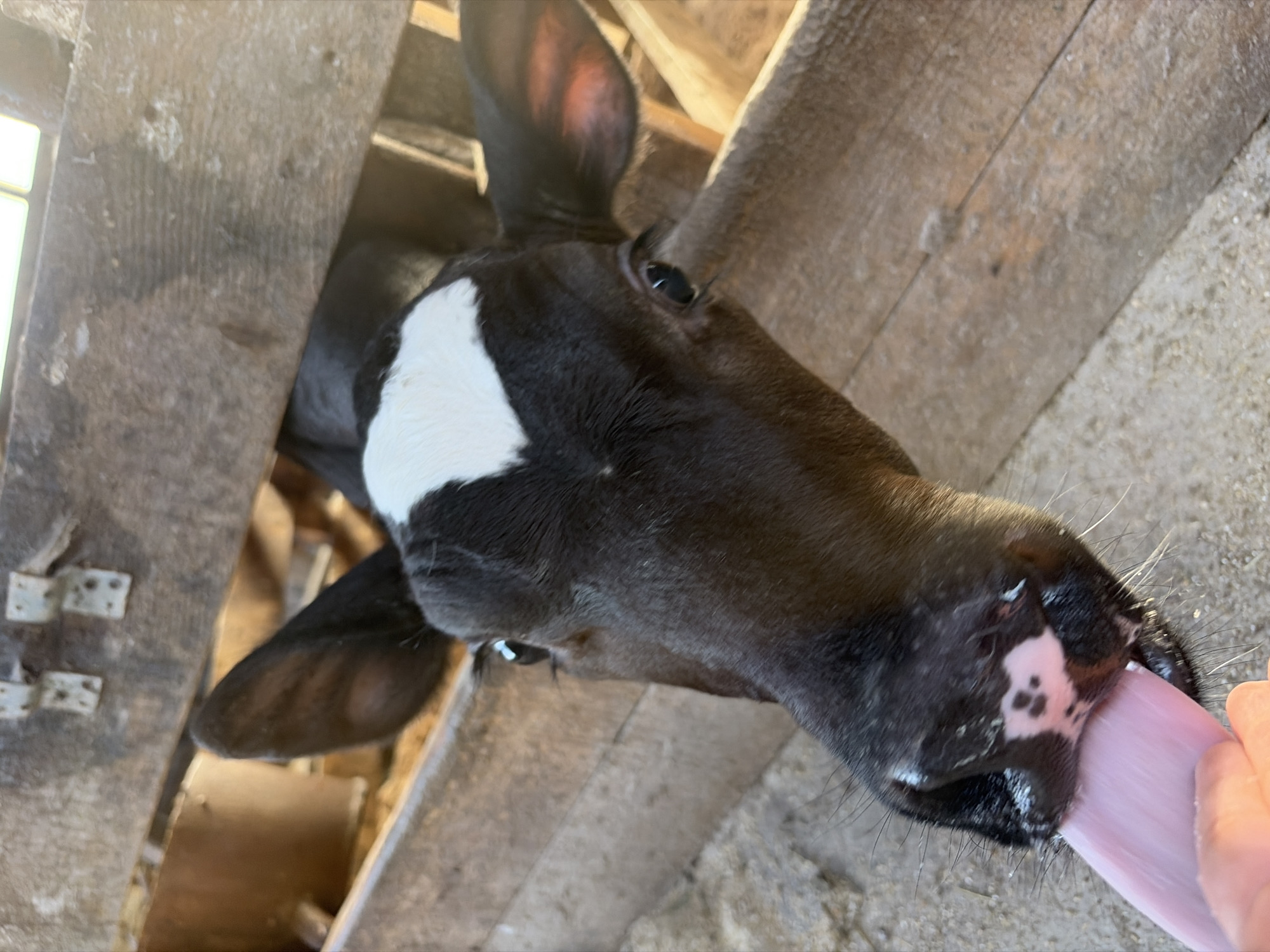 The image shows a close-up, high-angle view of a young black and white calf interacting with a human hand within what appears to be a barn or stable in Чумна, Russia. The calf, predominantly black with a prominent white blaze on its forehead and a patch around its muzzle, is actively licking a light-skinned human hand with its extended pink tongue. Its large, dark eyes are visible, reflecting the bright natural light. One of its ears, partially visible, shows the reddish-pink inner skin.
The background consists of weathered, light-brown wooden planks, indicative of an animal enclosure or feeding area. The ground beneath the calf's head and the hand is a light, textured surface, possibly concrete or compacted dirt. The bright illumination suggests it is daytime. The calf appears curious and engaged in the interaction. No text is visible in the image.