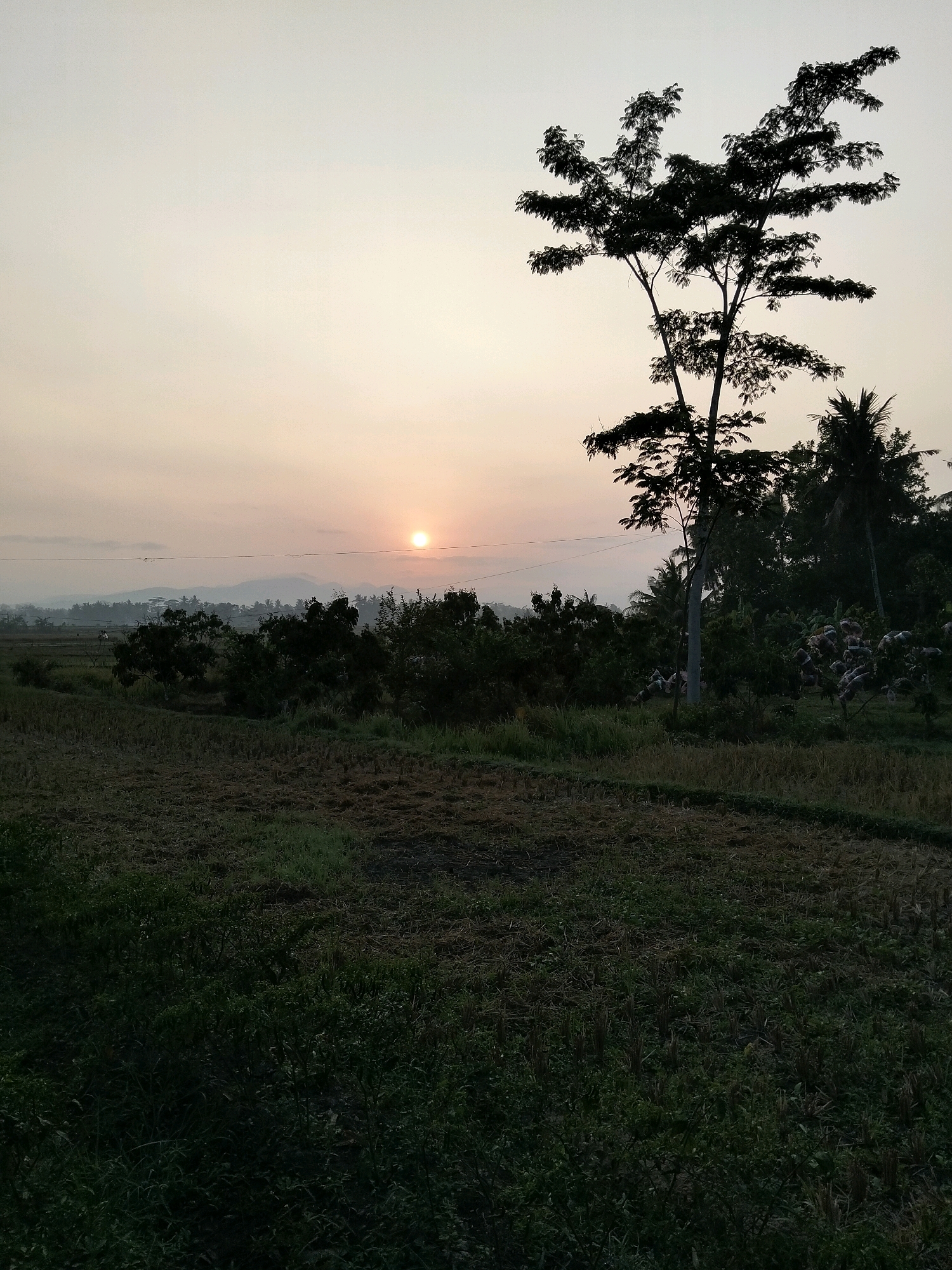 The image depicts a rural landscape in Kliwonan, Indonesia, at dawn. The sun is a small, bright orb low on the horizon, casting a soft glow across the pale sky. In the foreground, a field is covered in dry, cut vegetation, with patches of green grass growing in places. A tall, silhouette of a tree with a wide, leafy canopy dominates the right side of the frame. Behind this tree, a dense cluster of dark green foliage and several palm trees are visible. In the distance, a hazy mountain range forms the backdrop, with a subtle mist softening their outlines. Power lines are faintly visible stretching across the scene. The overall impression is one of tranquility and the quiet start of a new day in a rural Indonesian setting.