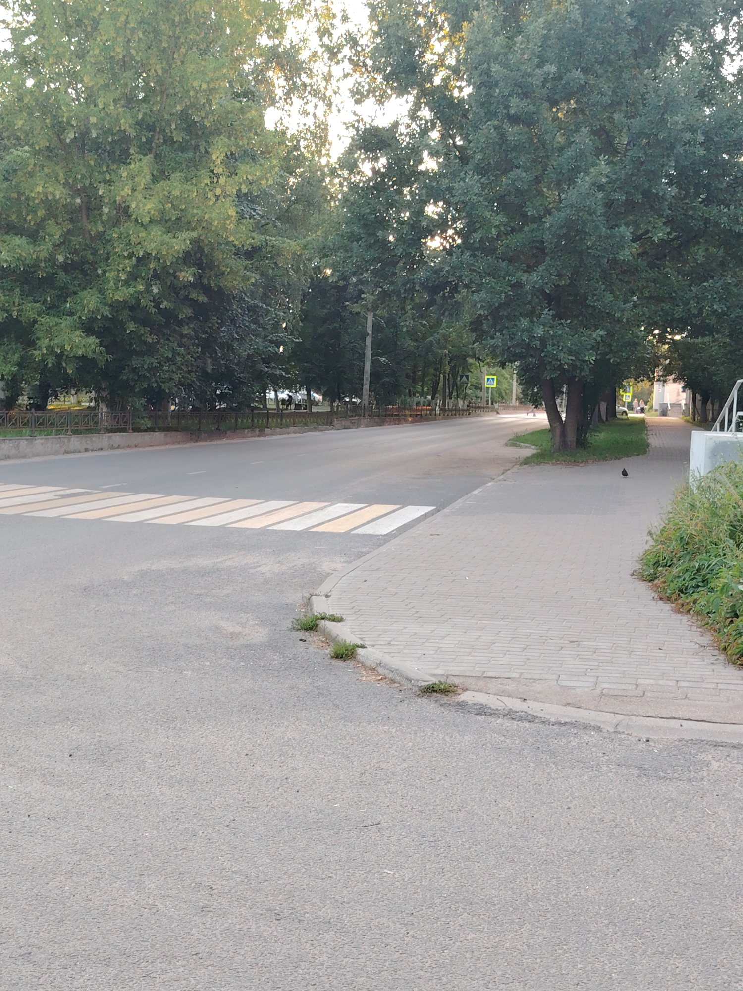 The image shows a street in Konakovo, Russia, with a crosswalk, sidewalk, and trees. The street appears to be a road with asphalt paving. A pedestrian crosswalk with yellow and white stripes is clearly visible on the left side of the image. To the right of the crosswalk, a paved sidewalk with light-colored bricks runs alongside the street. Mature trees with dense green foliage line the sidewalk and the street, providing shade. The sky is visible through the branches of the trees, indicating it is daytime. A small black bird is standing on the sidewalk in the middle ground. The environment appears to be a public area, possibly in a residential or park setting, with some grassy areas and bushes along the edge of the sidewalk. In the background, there are some buildings and a fence, suggesting urban or suburban surroundings.