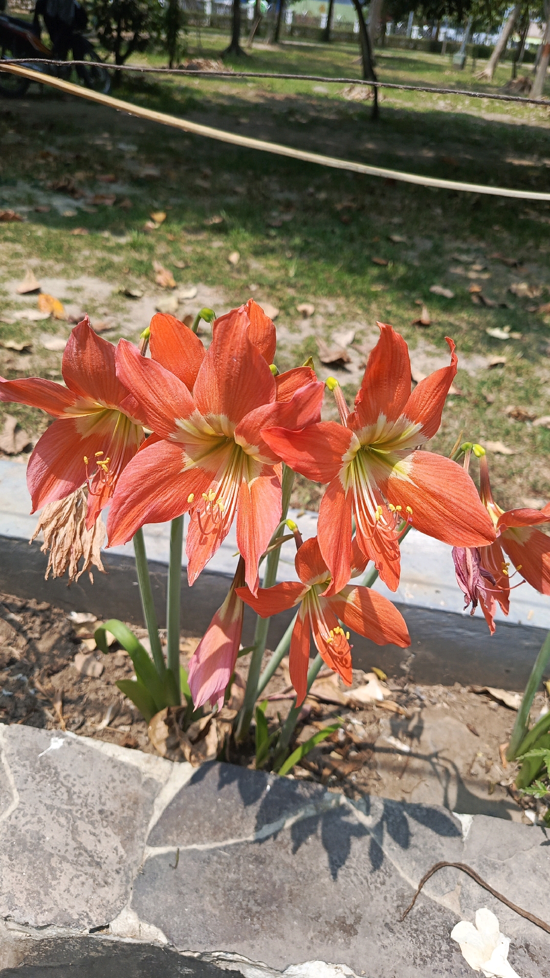 In Babadan, Indonesia, a close-up shot focuses on a cluster of vibrant orange amaryllis flowers blooming in a garden bed. The flowers, with their distinctive trumpet-like shape and delicate yellow stamens, are the primary subjects. Some of the blooms are fully open, showcasing their layered petals, while others are still emerging or showing signs of wilting. The flower stems are a healthy green, emerging from dark soil interspersed with dry leaves. The foreground features a textured stone border, irregularly shaped and muted in color. Behind the flowers, a grassy area is visible, dappled with sunlight and shadows, with dry leaves scattered across the ground. In the background, out of focus, are trees and hints of park infrastructure, including a thin rope and a partial view of what appears to be a motorcycle. The lighting suggests it is daytime, with bright sunlight casting distinct shadows.