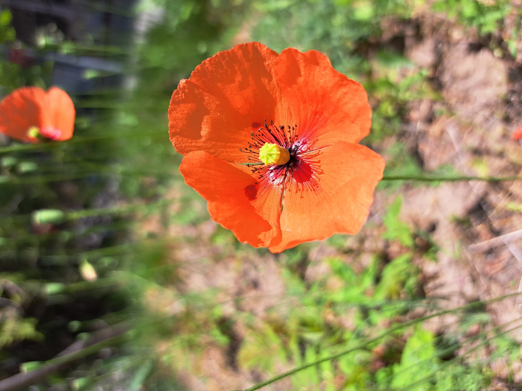 A close-up, high-angle shot shows a vibrant orange poppy flower in full bloom. The flower is the main subject and is positioned centrally. Its petals are slightly ruffled, revealing a dark center with black stamen and a small, bright yellow pistil. Another, partially visible orange poppy flower is blurred in the background, to the left. The background is a mix of green foliage, grass, and patches of bare earth, blurred to emphasize the main subject. The setting appears to be outdoors in a garden or field. The photograph was taken during daylight hours, and the lighting is bright and natural. There is no evidence of any other objects or humans in the scene. The specific location in Sofia, Bulgaria cannot be determined from the image.