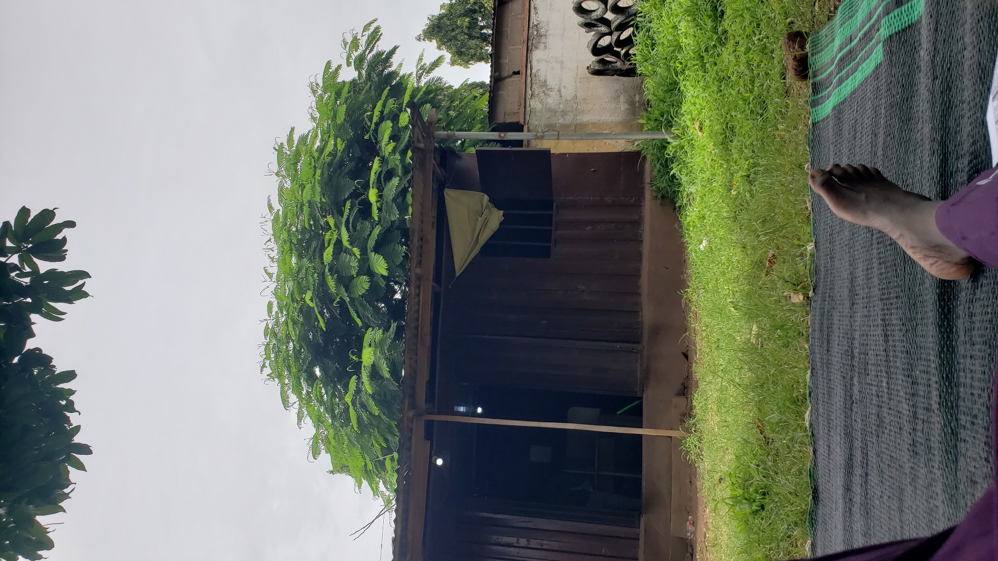 The image depicts an outdoor scene in Unguwar Shanu, Nigeria. In the foreground, a person's bare foot, covered in dark dirt, rests on a dark mat with green stripes. The mat is positioned on a patch of green grass. Behind the mat, a simple wooden structure with a corrugated metal roof is visible. Two white light bulbs illuminate the interior of the structure, which appears to be a shop or shelter. A light-colored cloth is draped over a section of the structure's roof. To the right of the wooden building, a concrete wall stands next to a stack of used tires. Lush green grass covers the ground around the structure and tires. A large tree with abundant green foliage dominates the upper portion of the image, its branches extending over the wooden building. The sky is overcast and a pale gray.
