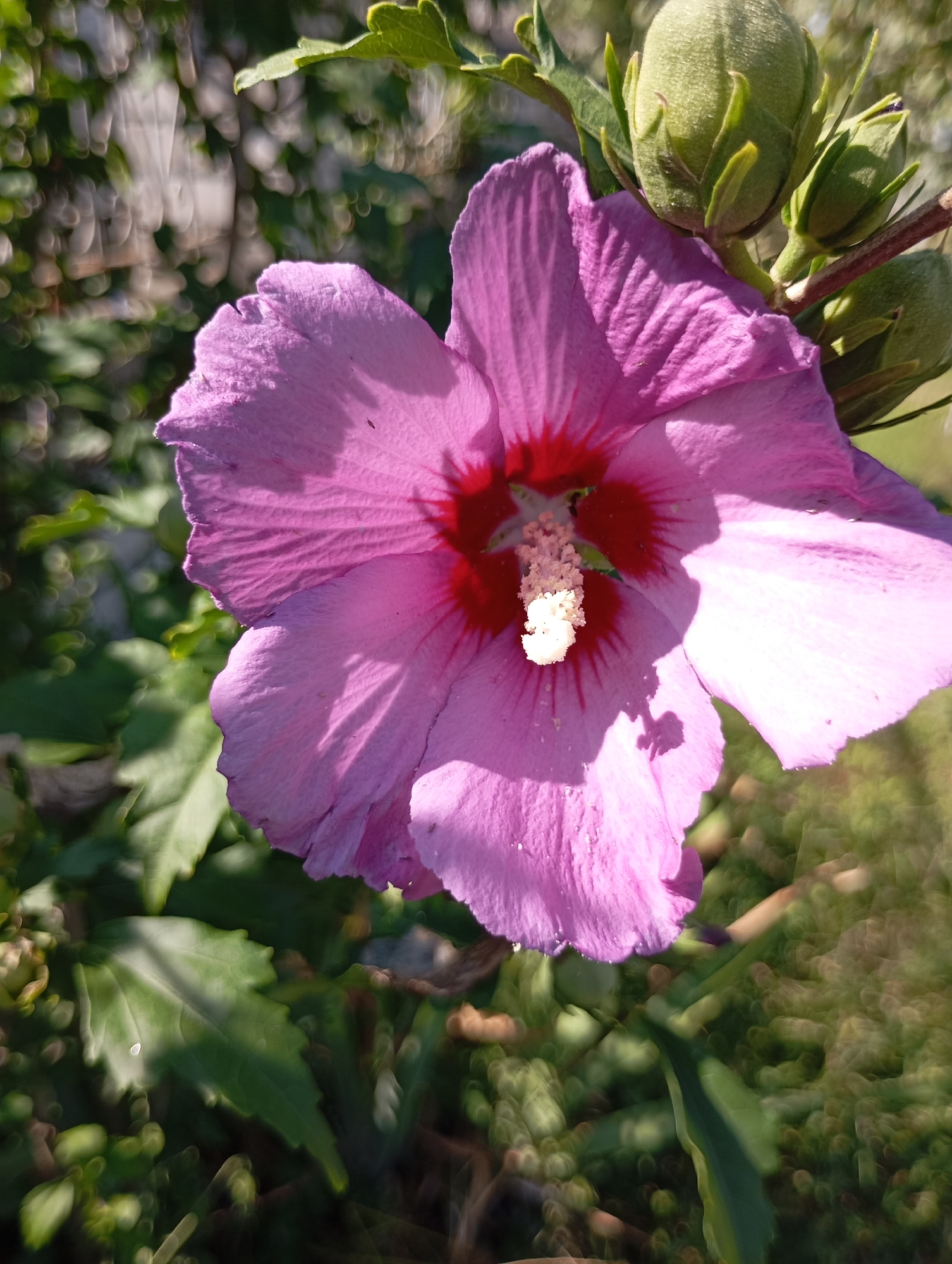 A close-up, eye-level, outdoor shot captures a vibrant pink hibiscus flower in full bloom. The flower, with its fuchsia-red center, is the primary subject, dominating the frame. Its delicate petals are slightly ruffled and show a soft texture. In the upper right of the image, several green, unopened hibiscus buds are visible, hinting at future blooms. The background is a blur of green foliage and soft, circular bokeh lights, suggesting a sunny day with dappled sunlight. The lighting creates soft shadows across the flower petals. The image appears to have been taken in a garden or natural setting within Horishni Plavni, Ukraine, given the context. No people are present in the image.