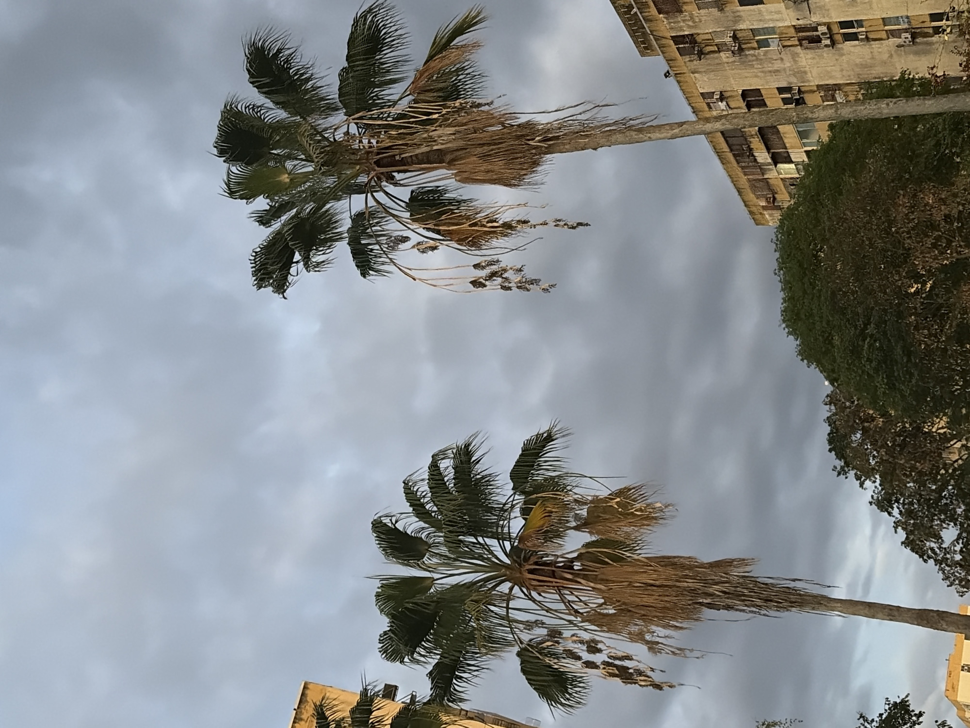The image captures a low-angle view of two palm trees against an overcast sky, likely in Ciudad Guayana, Venezuela. The trees, positioned at opposite corners, are tall with green and brown fronds that show signs of age and wind exposure. Behind the trees, architectural details, including a weathered multi-story building and dense trees, suggest an urban setting. The dull lighting and the lack of human presence point to either an early morning or late evening shot.
