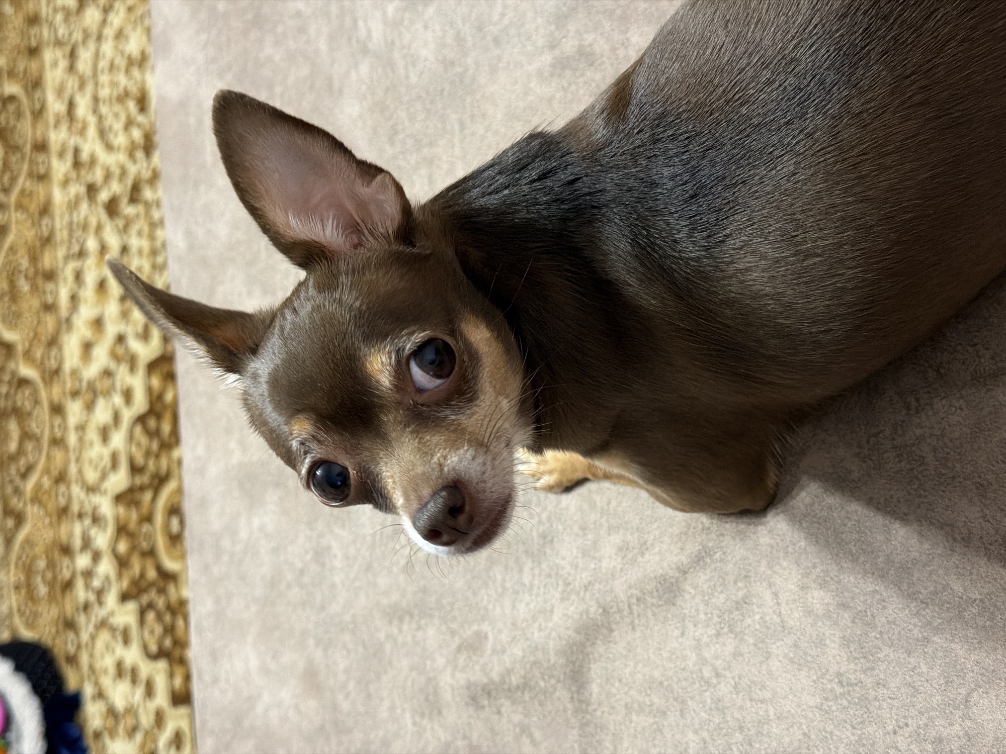 A brown chihuahua with large, dark eyes looks up and to the left. The dog is lying down on a grey, textured surface, possibly a couch or rug. The background shows a portion of a patterned rug with tan and brown tones. The lighting appears to be from an overhead source. The image is a close-up shot of the dog's head and upper body. There are no people or other animals visible in the frame. The scene is indoors and appears to be a casual, home environment.