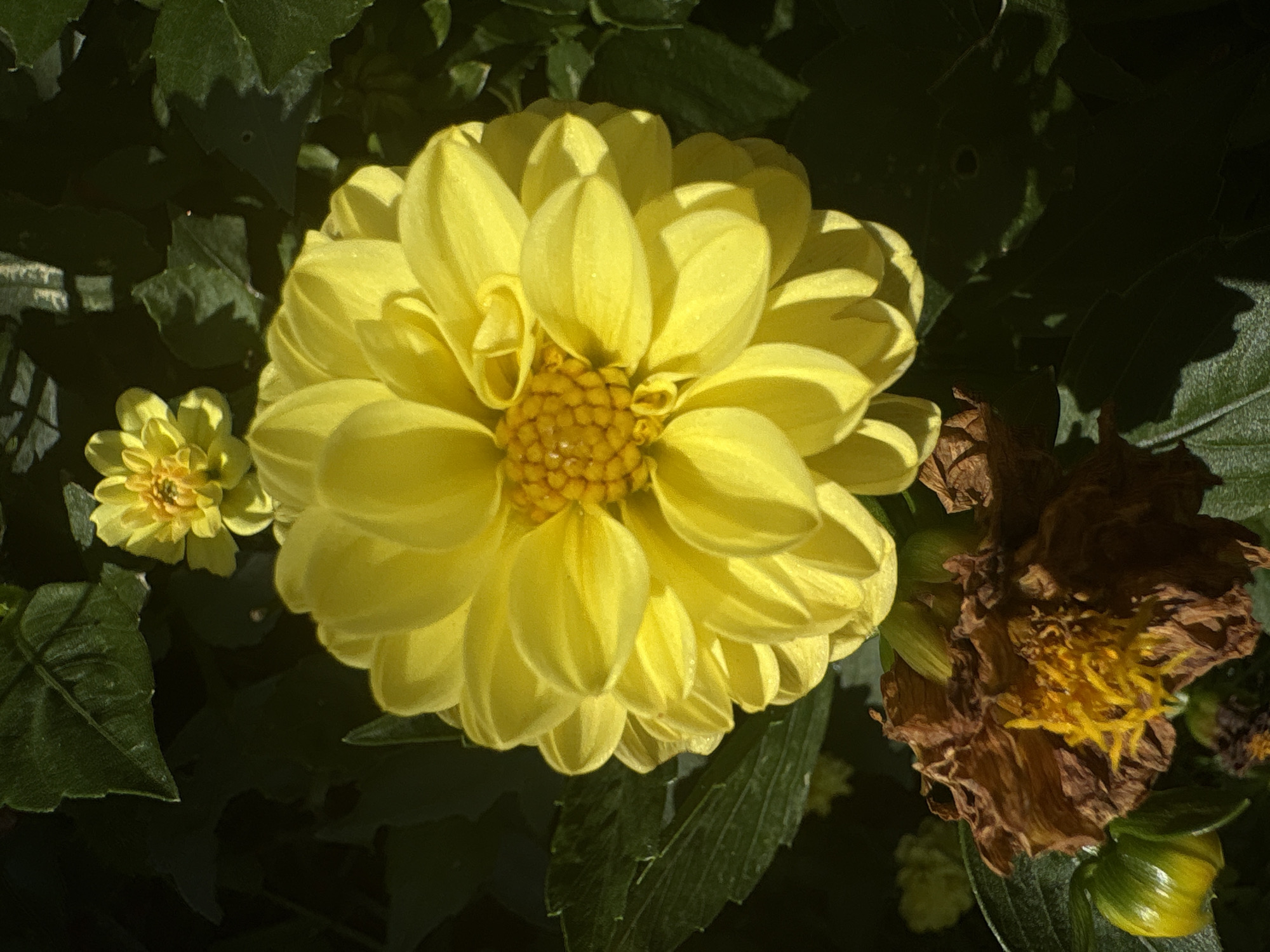 The image shows a close-up of yellow dahlias with green leaves. One large dahlia in the foreground is bright yellow with many layered petals. A smaller yellow dahlia is visible in the upper background. In the lower left of the image, a withered brown flower and two green buds are present. The lighting suggests it is daytime, with shadows cast by the leaves. The location of this image is not provided in the context of the city of Troyan, Bulgaria.