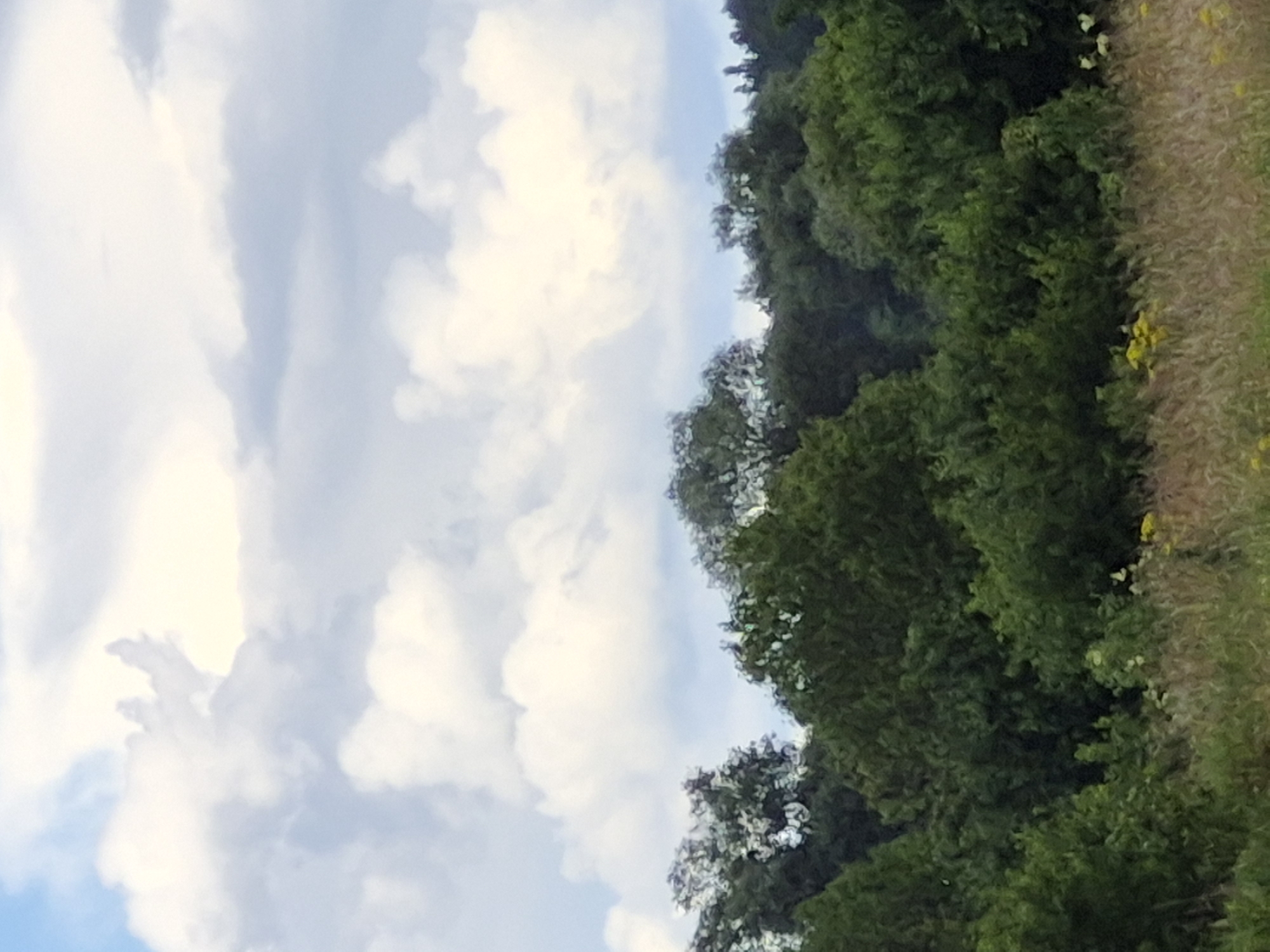 This is a vertical, slightly blurry, medium-shot photograph taken outdoors. The scene is dominated by a lush, dark green forest on the right side of the frame, which appears to be a dense tree line. The trees are closely packed, with some lighter green foliage visible. To the right of the forest, there is a strip of dry grass or reeds, yellowish-brown in color, with small scattered yellow flowers. The sky occupies the left side of the frame and is filled with large, wispy white and light gray clouds against a pale blue background. The lighting suggests it is daytime, possibly late afternoon or early evening, given the soft, diffused light and the mix of bright and shadowed clouds. There are no people or objects visible, only the natural landscape. The image evokes a sense of tranquility and the natural beauty of a wooded area under a cloudy sky. No text is visible in the image.
