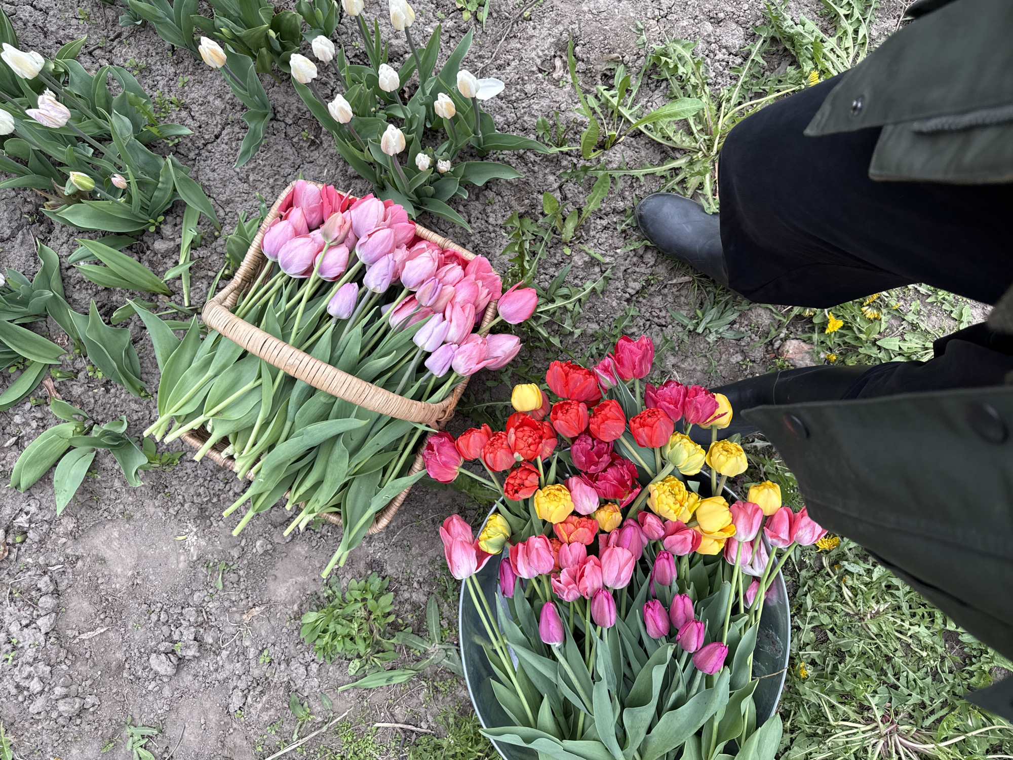 The image depicts a ground-level view in a garden setting, possibly located in Sapronovo, Russia, though this cannot be confirmed through visual elements alone. Two containers of cut tulips are present: a rectangular woven basket filled with pink and lavender tulips, and a metal bucket filled with red, yellow, and pink tulips. Some white tulips are planted in the adjacent soil. The ground is a mix of bare earth and grass, with some dandelions visible. A person wearing black pants, a green jacket, and a black rubber boot is standing on the right side of the frame, their presence suggesting involvement in the harvesting or arrangement of the tulips.