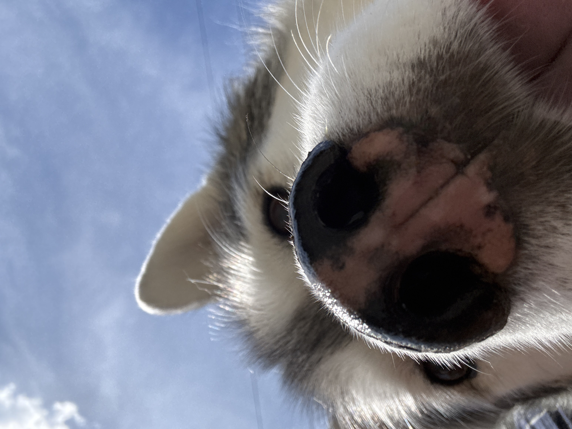 A low-angle, close-up shot shows the nose and part of the face of a husky dog against a bright blue sky with scattered clouds. The dog's nose is black and prominent in the foreground, with its fur appearing grey and white. Sunlight glints off the dog's whiskers, highlighting them against the sky. The image is taken from a perspective looking up at the dog. The location is listed as Unknown, Unknown.