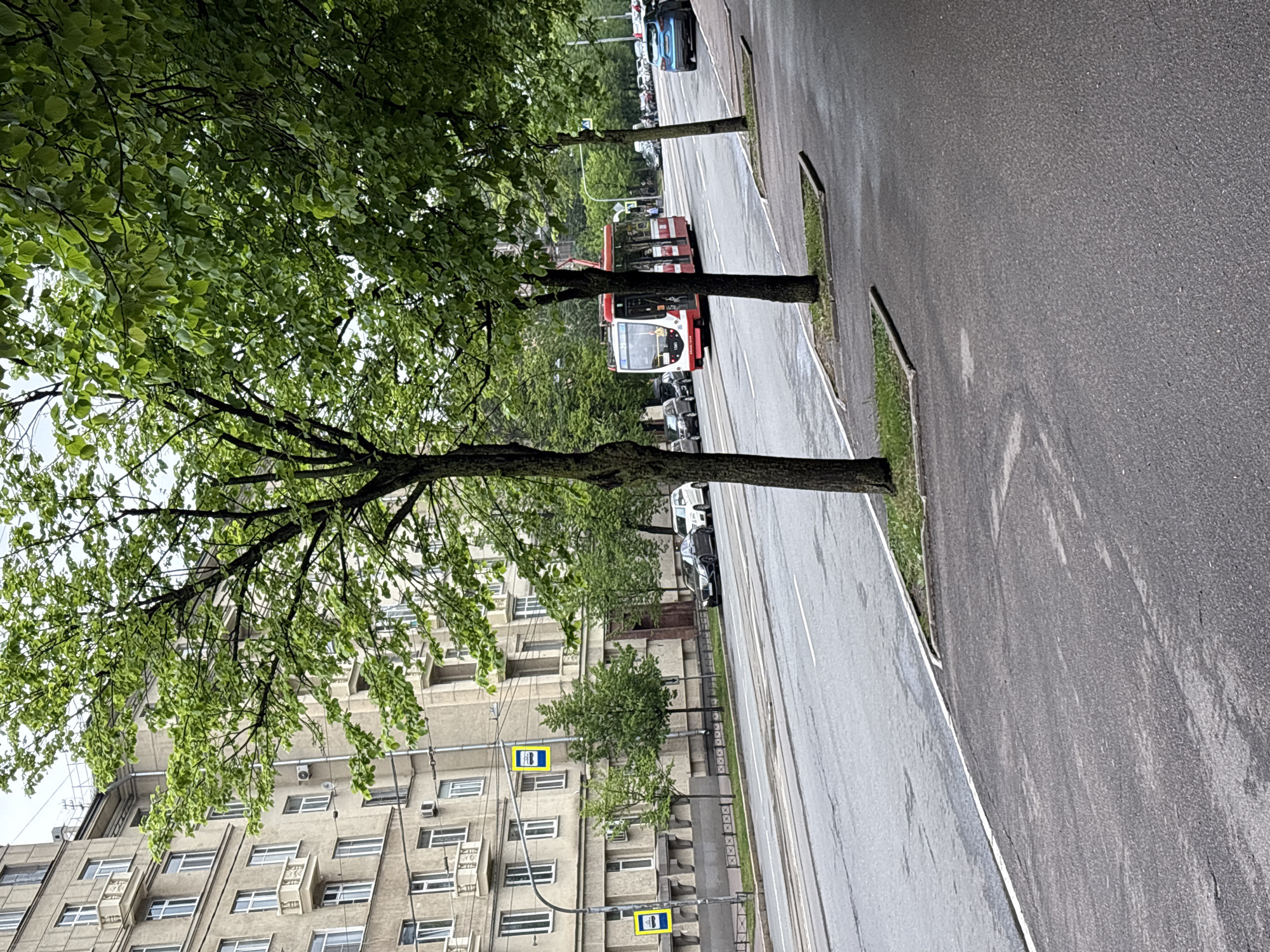 The image shows a street scene in Saint Petersburg, Russia. A large, weathered, light grey residential building with rows of windows occupies the left side of the frame. Two bus stop signs are visible attached to the building. Trees with green leaves line the street, partly obscuring the building. A red and white tram and other vehicles are seen driving along the street. The asphalt pavement of the street has tram tracks embedded. The scene suggests a typical urban landscape in Saint Petersburg.