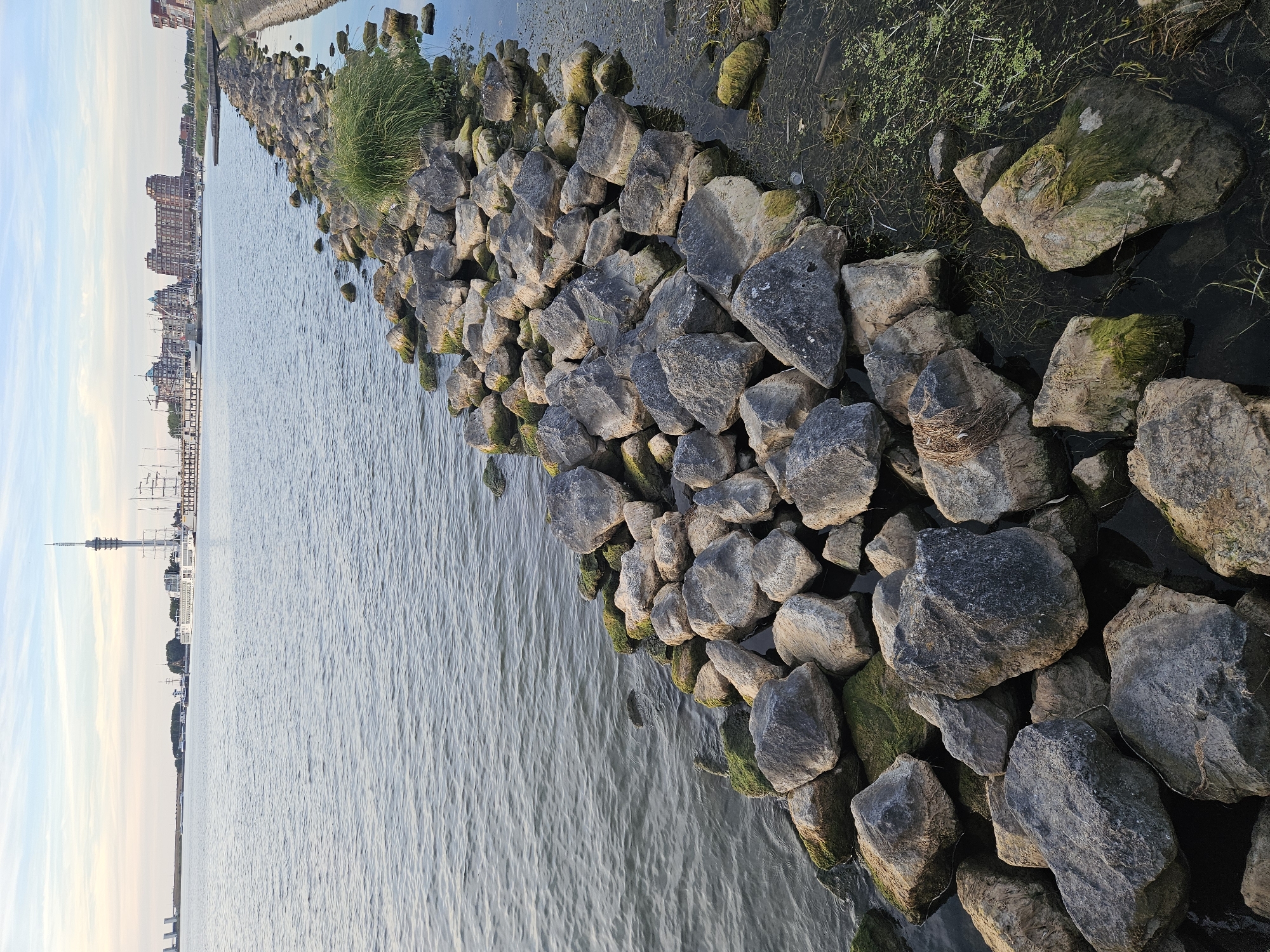 This is a photograph taken from a rocky shoreline looking out over a body of water towards a cityscape. In the foreground, a dense arrangement of large, rough-hewn gray rocks forms a breakwater, some of which are partially submerged in the dark, rippling water. Green algae and moss cling to the surfaces of many of these rocks. A cluster of tall, green grass grows from between some of the rocks further along the breakwater. The water extends to the middle ground, where it meets a distant harbor area. Several moored sailboats, a tall communication tower, and a line of modern, multi-story buildings with brick facades are visible along the waterfront. The sky above is a pale blue with wispy white clouds, suggesting either early morning or late afternoon. The overall scene depicts a waterfront area, likely in Lelystad, Netherlands, given the presence of maritime infrastructure and architecture commonly found in Dutch coastal cities. There are no people visible in the image.