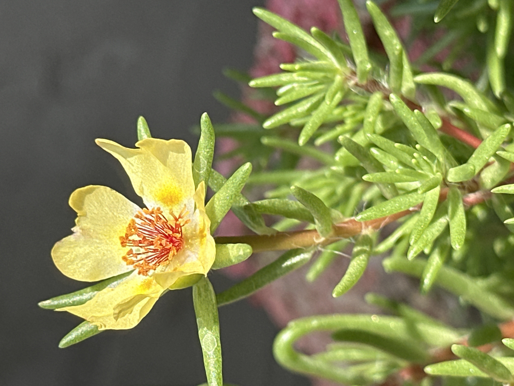 The image is a close-up, low-angle shot of a single yellow flower with vibrant orange stamens. The flower is in focus and positioned slightly off-center to the left, with its petals gently unfurling. The background is dark and out of focus, with hints of pink and red shapes suggesting other plants or foliage. The foreground consists of a dense cluster of small, green, succulent-like leaves and stems, some of which are slightly blurred due to their proximity to the camera. The lighting suggests it is daytime, possibly late morning or early afternoon, with a soft natural light illuminating the flower. There are no people or visible signs of human activity. The scene appears to be a natural or garden setting. There is no discernible information in the image that would allow for the identification of its location within the city of Luhansk, Ukraine.