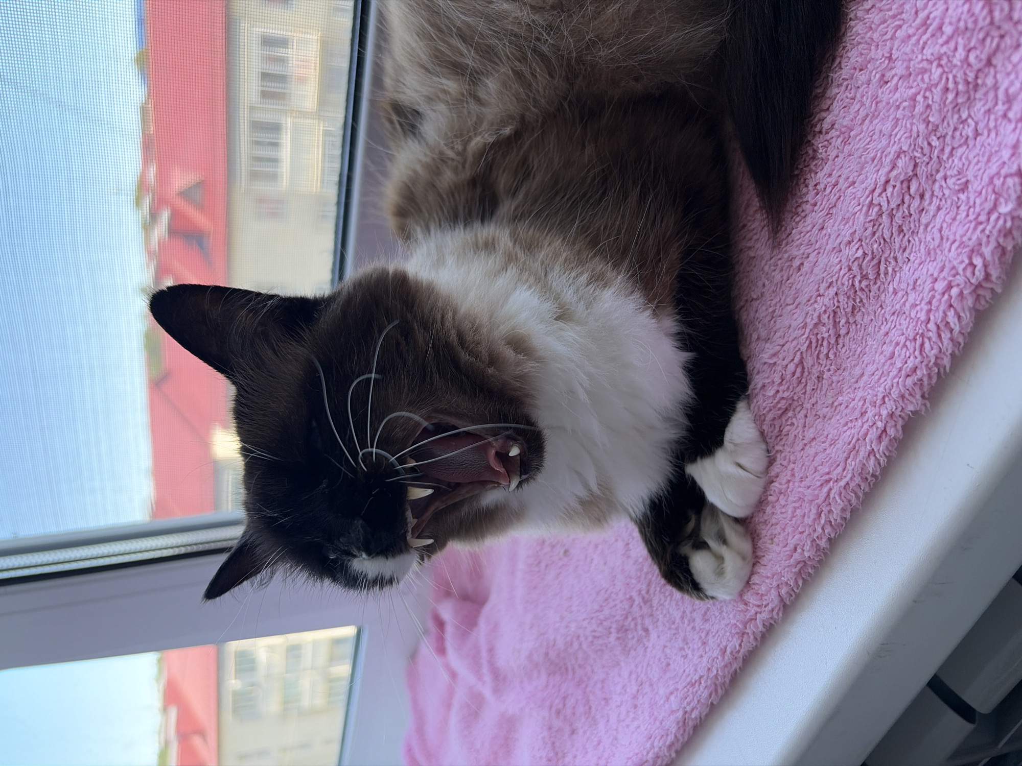 A cat with dark brown and white fur is yawning widely while lying on a pink towel on a windowsill. The cat's mouth is open, revealing its teeth and tongue. In the background, through a window with a screen, buildings with red roofs are visible under a clear blue sky. The scene appears to be indoors, likely in a residential setting in the city of Korsakov, Russia.