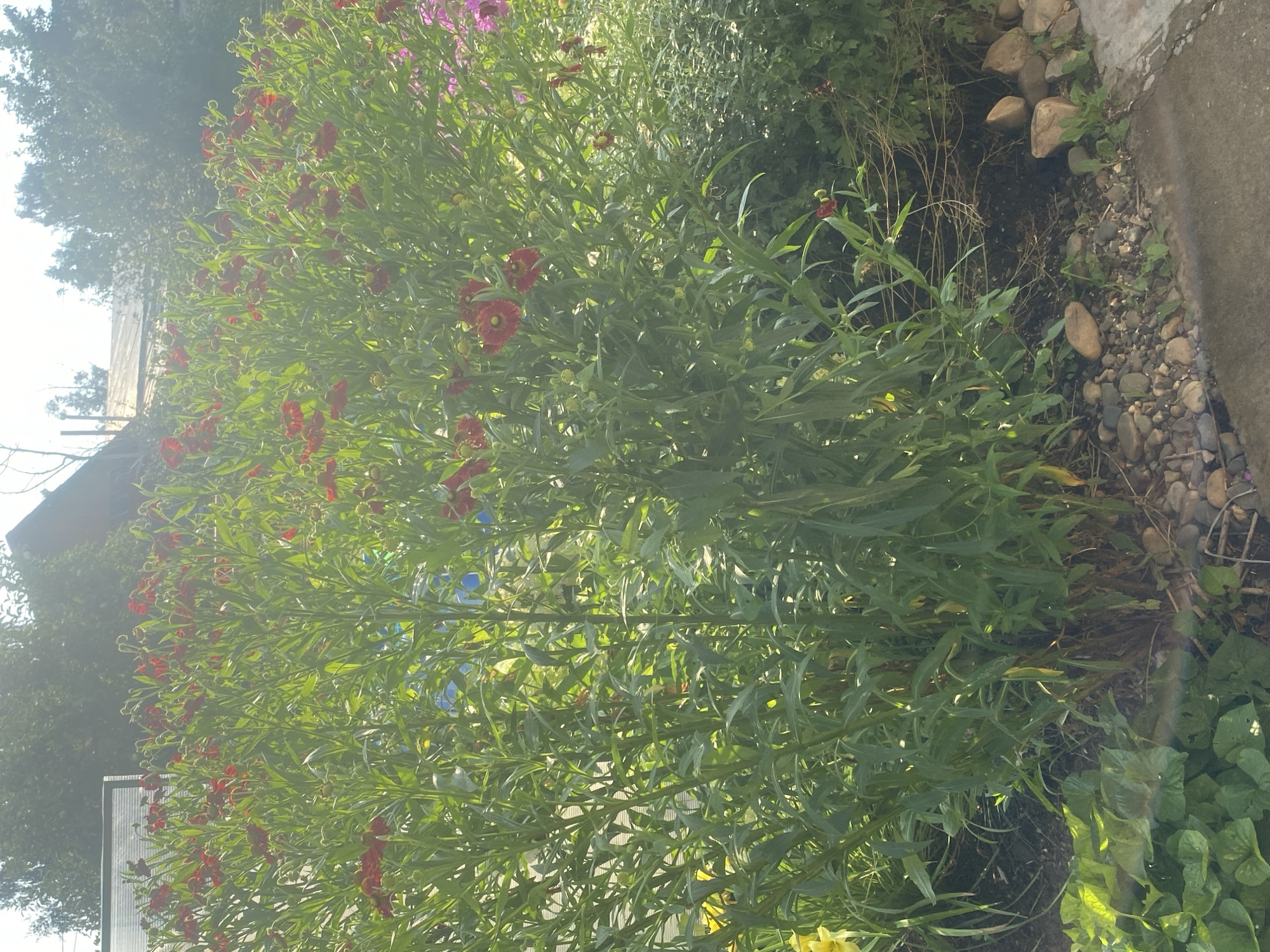 The image depicts a dense cluster of tall, leafy plants with numerous bright red flowers, possibly Helenium, in a garden setting. The plants are lush and green, with slender stems and elongated leaves. The flowers have prominent ray florets and a darker central cone. In the background, a building with a sloped roof and some trees are visible, suggesting a residential or rural area. The ground is covered with a mixture of soil, small stones, and some ground cover plants. The lighting suggests it is daytime, with sunlight filtering through the foliage and creating a bright, slightly hazy atmosphere. The location is identified as being in the city of Chaikovsky, Russia. There are no people or animals visible in the image.