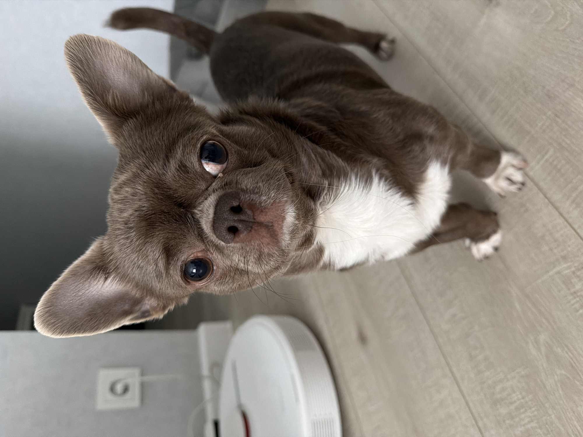 A small, brown and white dog, likely a Chihuahua or similar breed, lies on a light-colored wooden floor in an indoor domestic setting in Votkinsk, Russia. The dog, with short, smooth fur that is predominantly grayish-brown, has a distinct white patch covering its chest and belly, extending partially to its front paws. Its large, dark, round eyes are fixed directly on the viewer, giving an alert and curious expression. The dog's prominent, upright ears are a similar grayish-brown color. Its nose is dark and slightly wet.
The dog's body is stretched out behind its head, with its tail and hind legs visible further back in the frame. The wooden floor planks run diagonally across the image. In the background, a light-colored wall is visible, with a white electrical wall socket partially obscured. A white, circular robot vacuum cleaner is also partially visible on the floor behind and to the right of the dog's head. The lighting suggests an indoor daytime scene or well-lit artificial light. There is no visible text in the image.