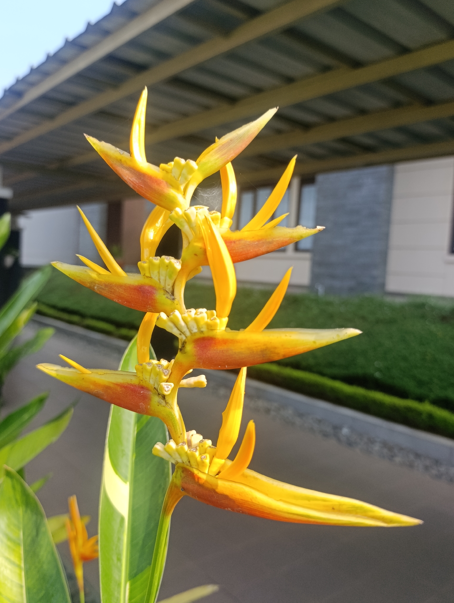 A close-up, eye-level, outdoor, medium shot captures a vibrant Heliconia flower in bloom, its bright yellow and orange bracts cascading in a downward spiral. The flower's pointed tips reach out towards the viewer, with delicate spiderwebs visible on some of the petals, adding a subtle detail to the scene. Behind the flower, the background is softly blurred, revealing hints of a modern building with a grey, tiled facade and a dark, sloping roof structure supported by yellow beams. A strip of lush green grass runs along the base of the building, adjacent to a paved walkway. Sunlight casts a warm glow on the scene, highlighting the texture and form of the Heliconia. The image was taken in Cihanjuang, Indonesia, suggesting a tropical or subtropical climate.