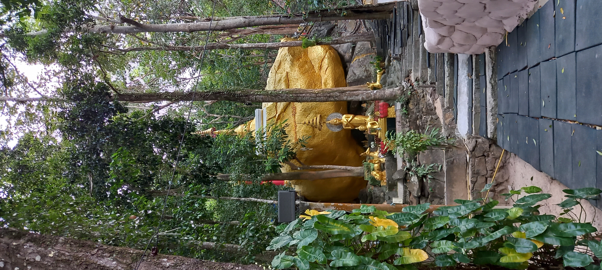 This image captures a serene outdoor scene, likely a religious site, nestled amidst lush greenery. The central subject is a large, irregularly shaped rock or structure, painted in a striking golden color, resembling a sacred stupa or shrine. Several golden Buddha statues are positioned around this golden rock, some sitting on ledges or pedestals, adorned with halos and traditional Buddhist iconography. One prominent standing Buddha statue is visible on the left side of the golden rock.
The entire area is heavily shaded and surrounded by numerous trees with thick green canopies, suggesting a forest or dense garden setting. Tree trunks crisscross the frame, adding to the natural enclosure. In the foreground, lower-growing plants with broad green and yellow leaves contribute to the vibrant foliage.
To the right of the golden rock, a pathway or stepped area is visible, constructed with dark grey, rectangular pavers and some lighter-colored stone steps. Part of a textured, light-colored structure, possibly a wall or artistic rock formation, is also seen on the far right. No people are visible, lending a quiet and contemplative atmosphere to the scene. A black rectangular object, possibly a speaker or an electrical box, is placed near the foreground foliage on the left. The scene appears to be set during daytime, under natural light filtered by the tree cover, creating a peaceful and somewhat secluded ambiance. The architectural and decorative elements, combined with the golden Buddha figures, strongly suggest a temple or sacred site in Thailand, aligning with the provided location context of "Moo 7, Thailand." There is no visible text in the image.