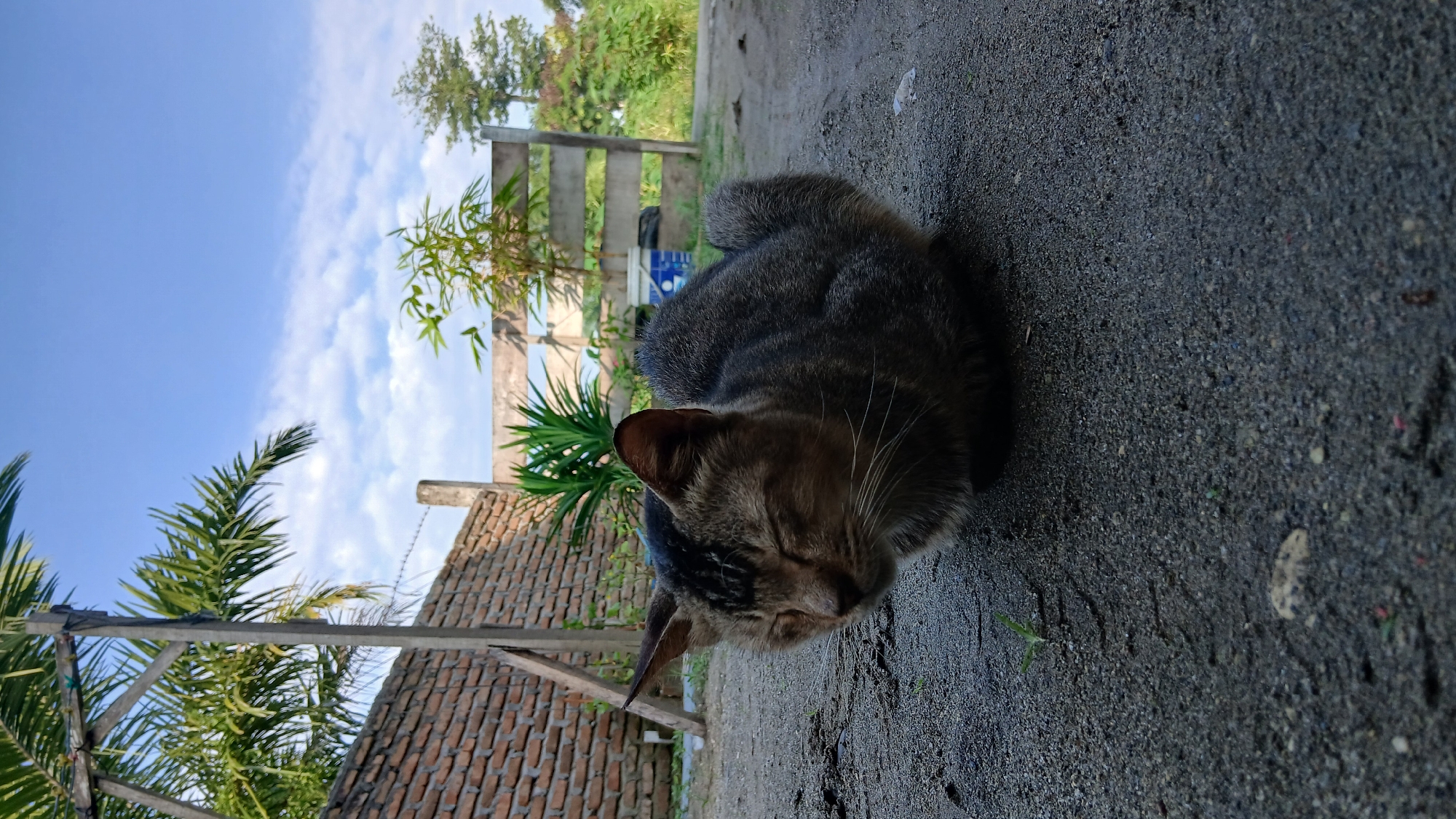 A close-up, eye-level shot captures a tabby cat with its eyes closed, resting on a sandy ground. The cat is positioned in the center of the frame, its body curled up, displaying a mottled pattern of gray, brown, and black fur. The background suggests an outdoor setting in Klambir Lima Kebun, Indonesia, with a rustic brick wall on the left, partially obscured by palm fronds and a wooden post. Beyond the wall, a wooden fence runs horizontally across the midground, behind which several green plants and trees are visible. A bright blue sky with scattered white clouds forms the upper portion of the image. The lighting indicates it is daytime, possibly late afternoon, with soft shadows present. The overall scene conveys a sense of peacefulness and domesticity in a rural or semi-rural environment.