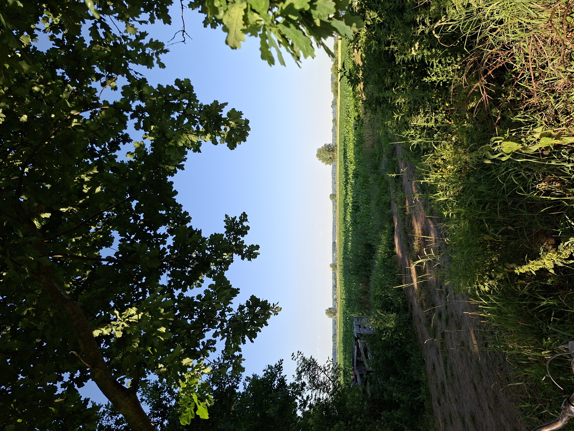 A landscape view under a clear blue sky is captured from a low angle, looking through the branches of large oak trees. The foreground is dominated by lush green foliage and a dirt path, with sunlight casting shadows and highlighting blades of grass. In the mid-ground, a vast green field, possibly a crop field, stretches towards the horizon. A few scattered trees are visible in the distance, along with a faint treeline. The overall scene depicts a peaceful, rural setting.